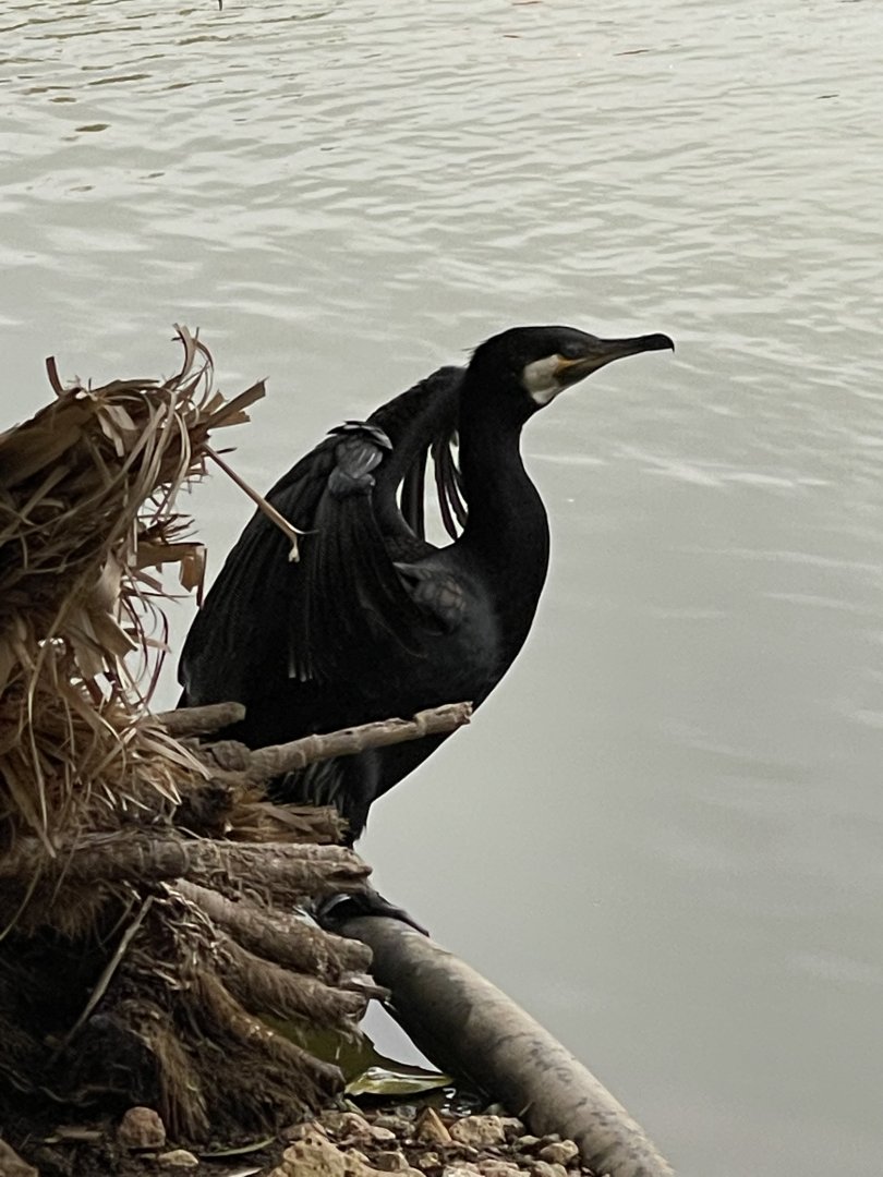 Cormorant ID? ~ Birdpark Malta