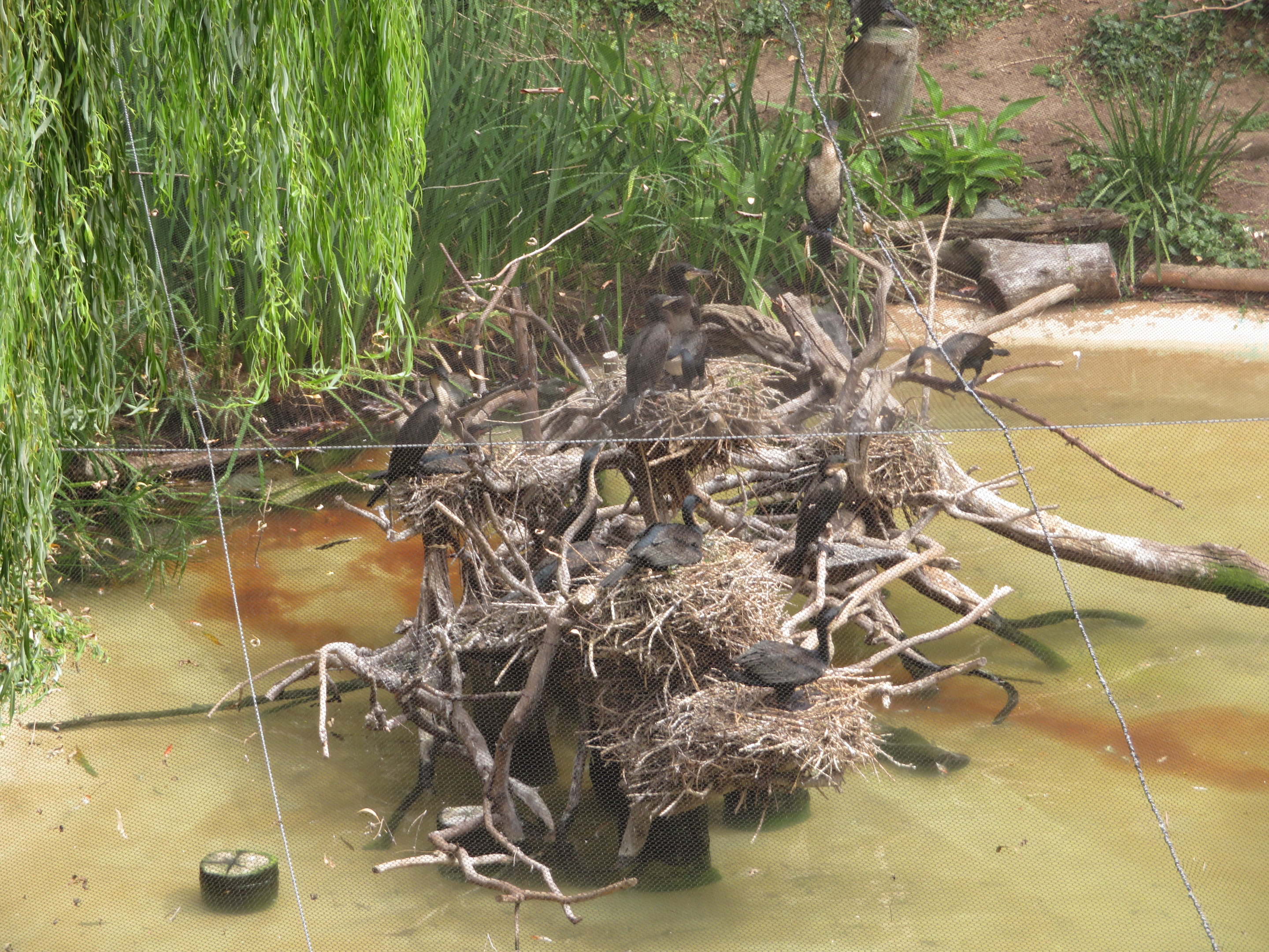 Cormorant Nest Tree