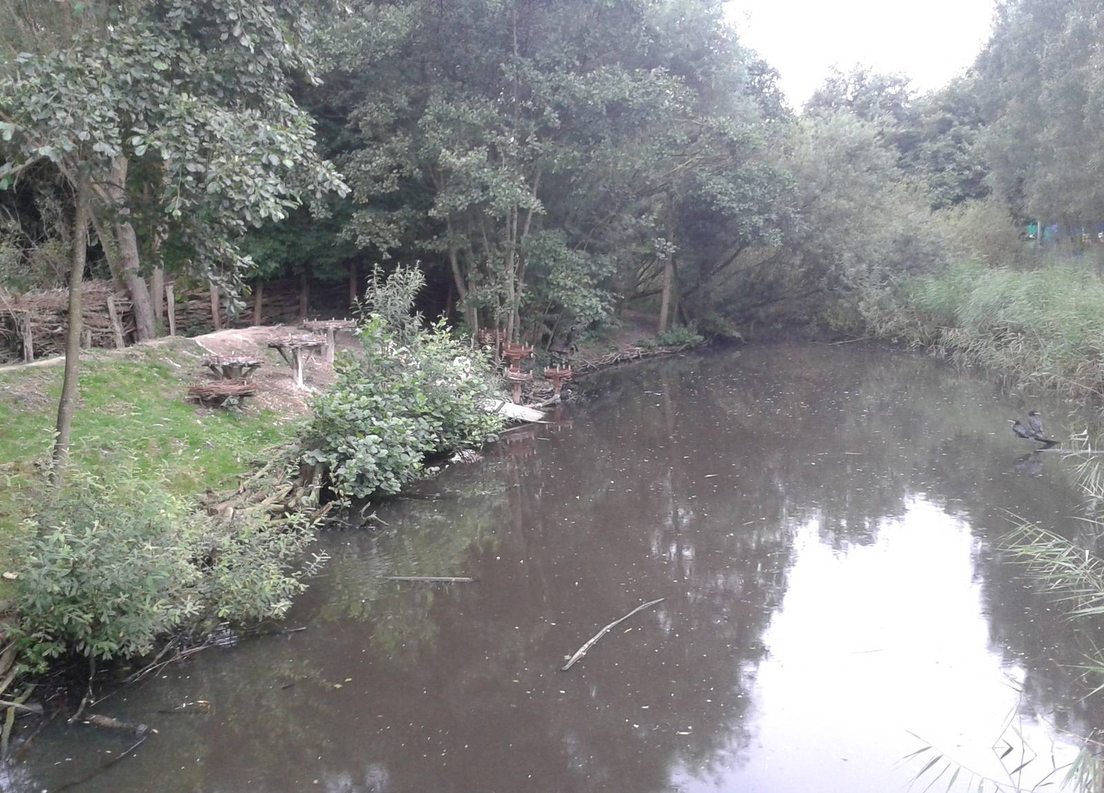 Cormorant - pelican enclosure