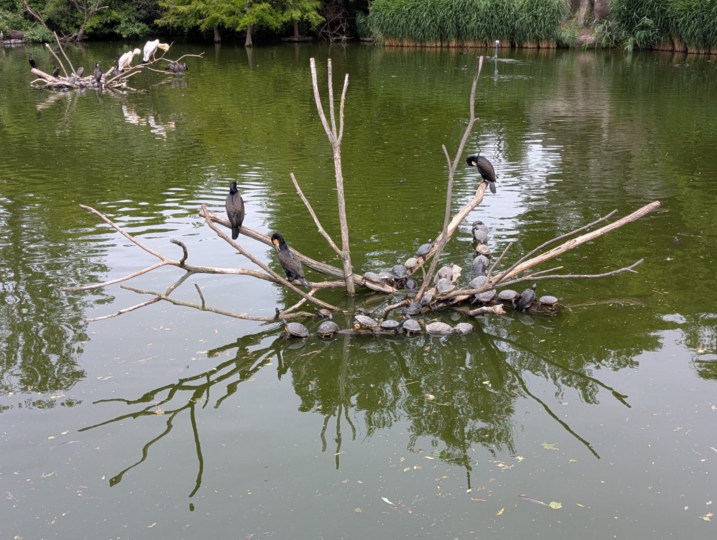 Cormorant/Pelican Lake