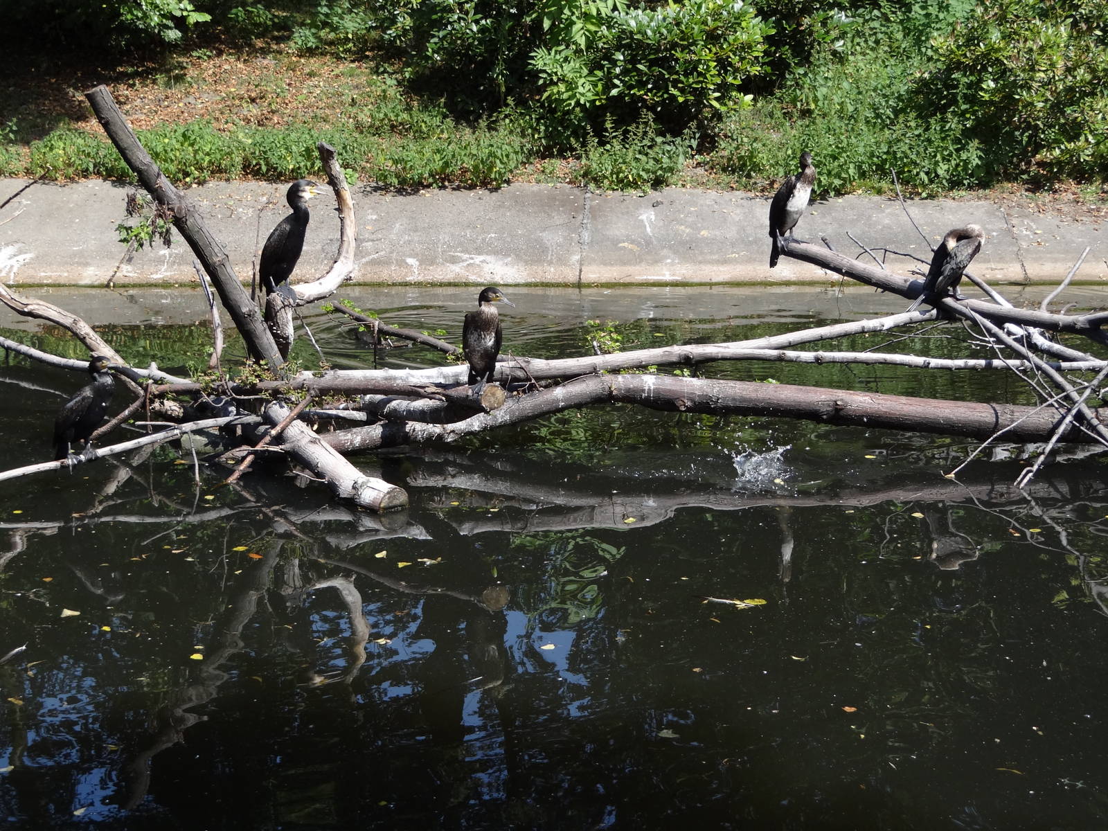 Cormorant pond