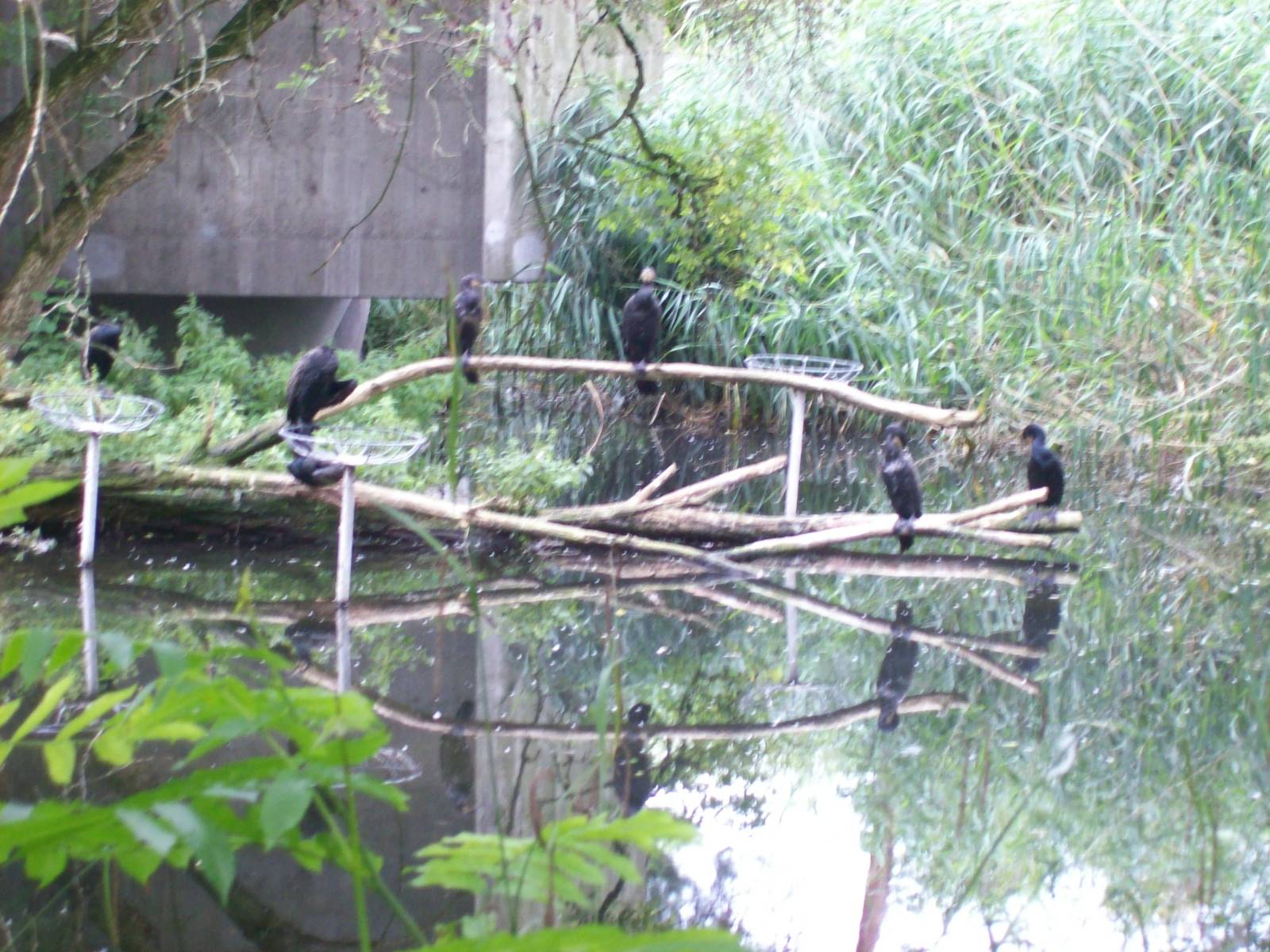 cormorant pool
