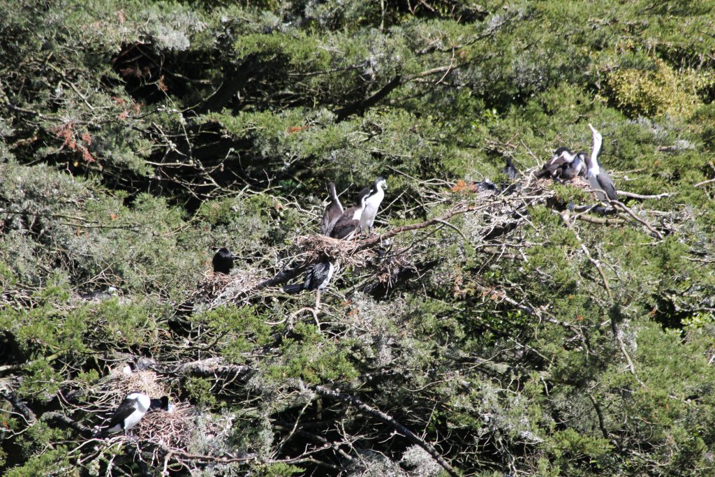 Cormorant rookery