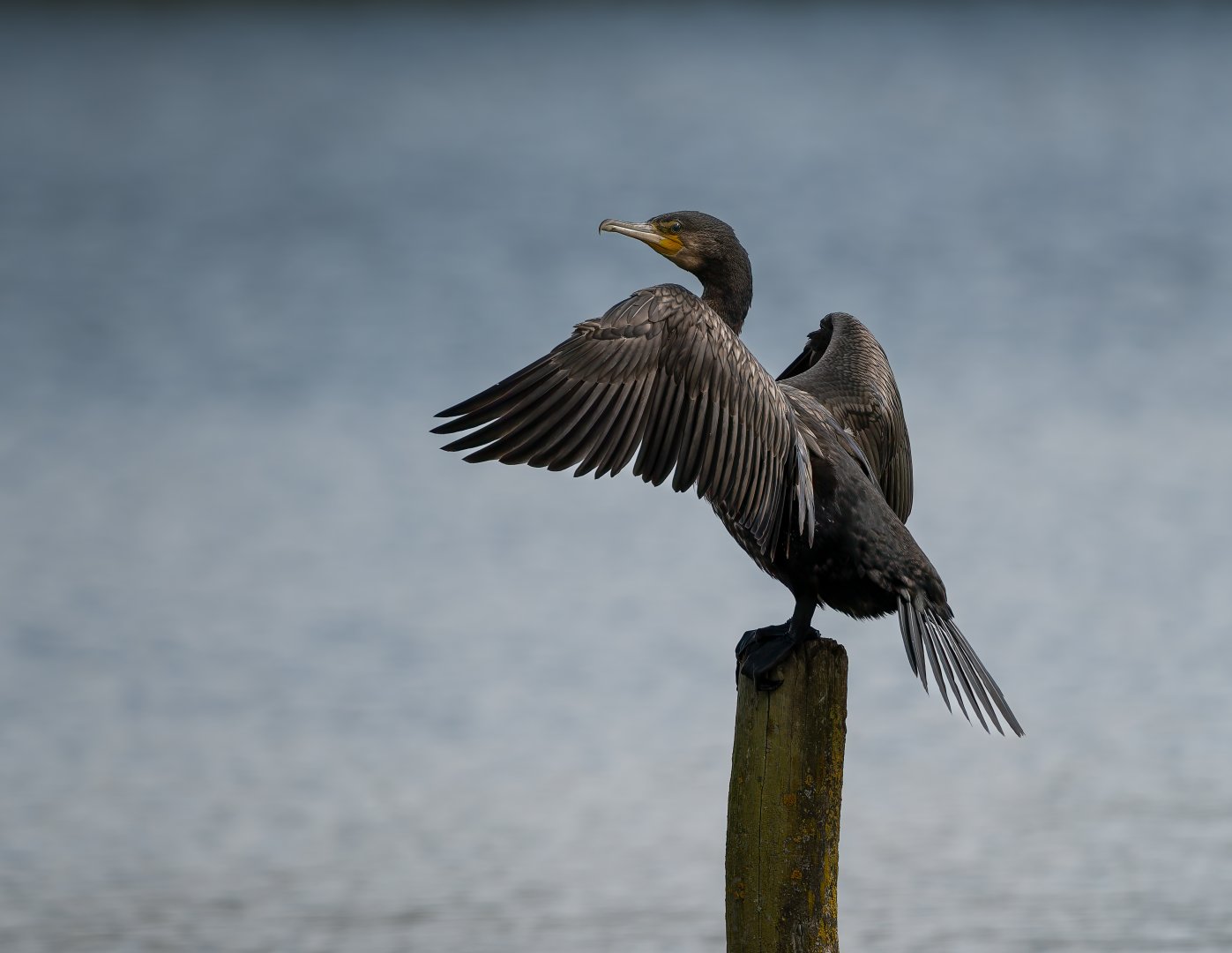 Cormorant, wild, UK