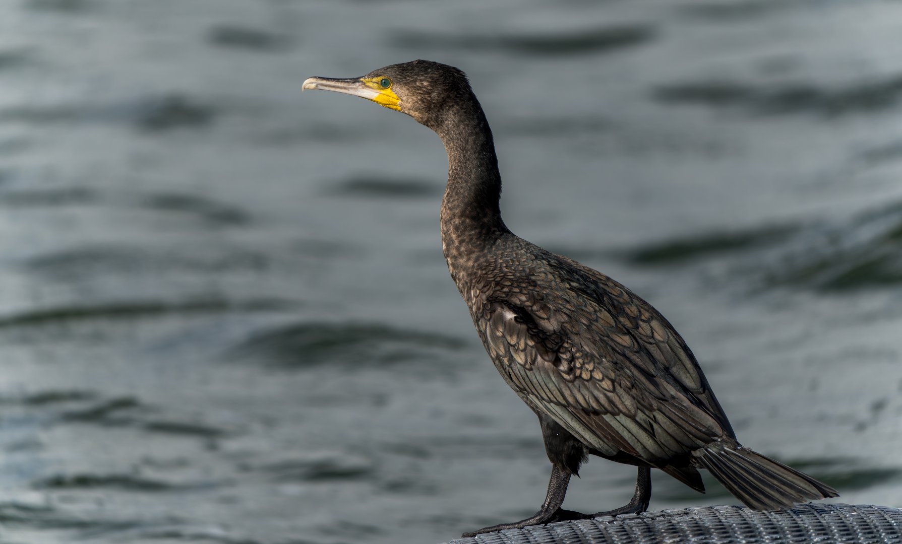 Cormorant (wild) UK