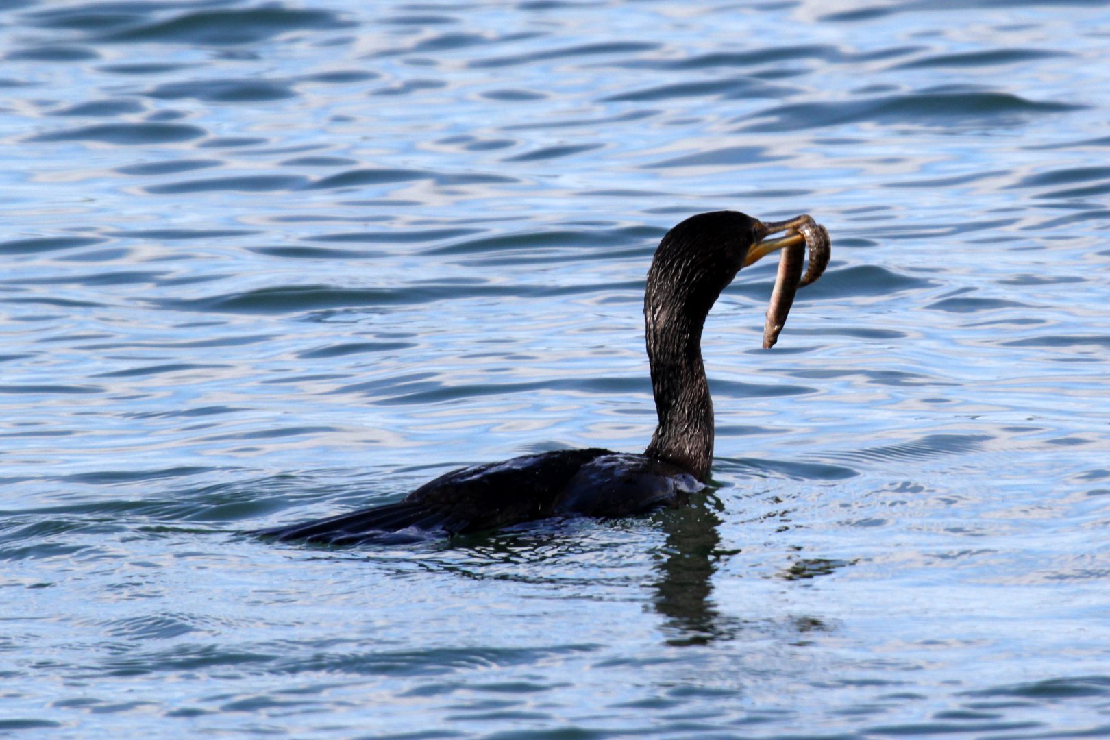 Cormorant with eel