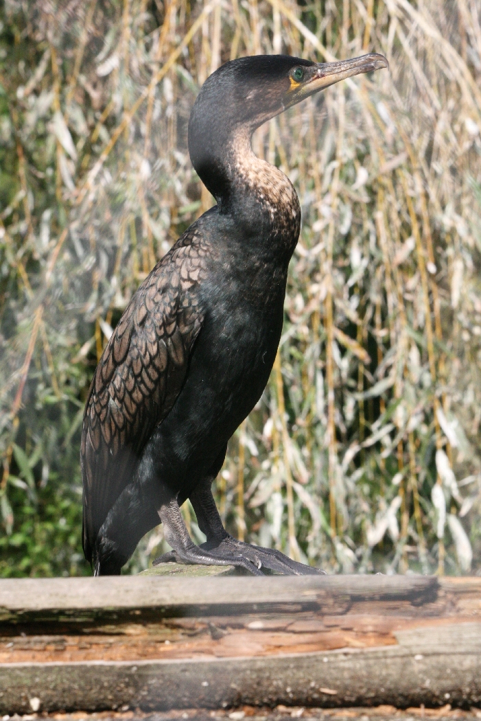 Cormorant