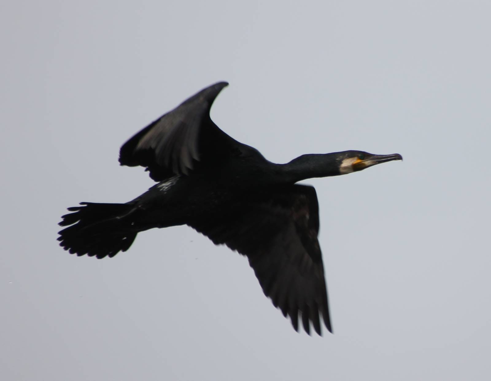 cormorant