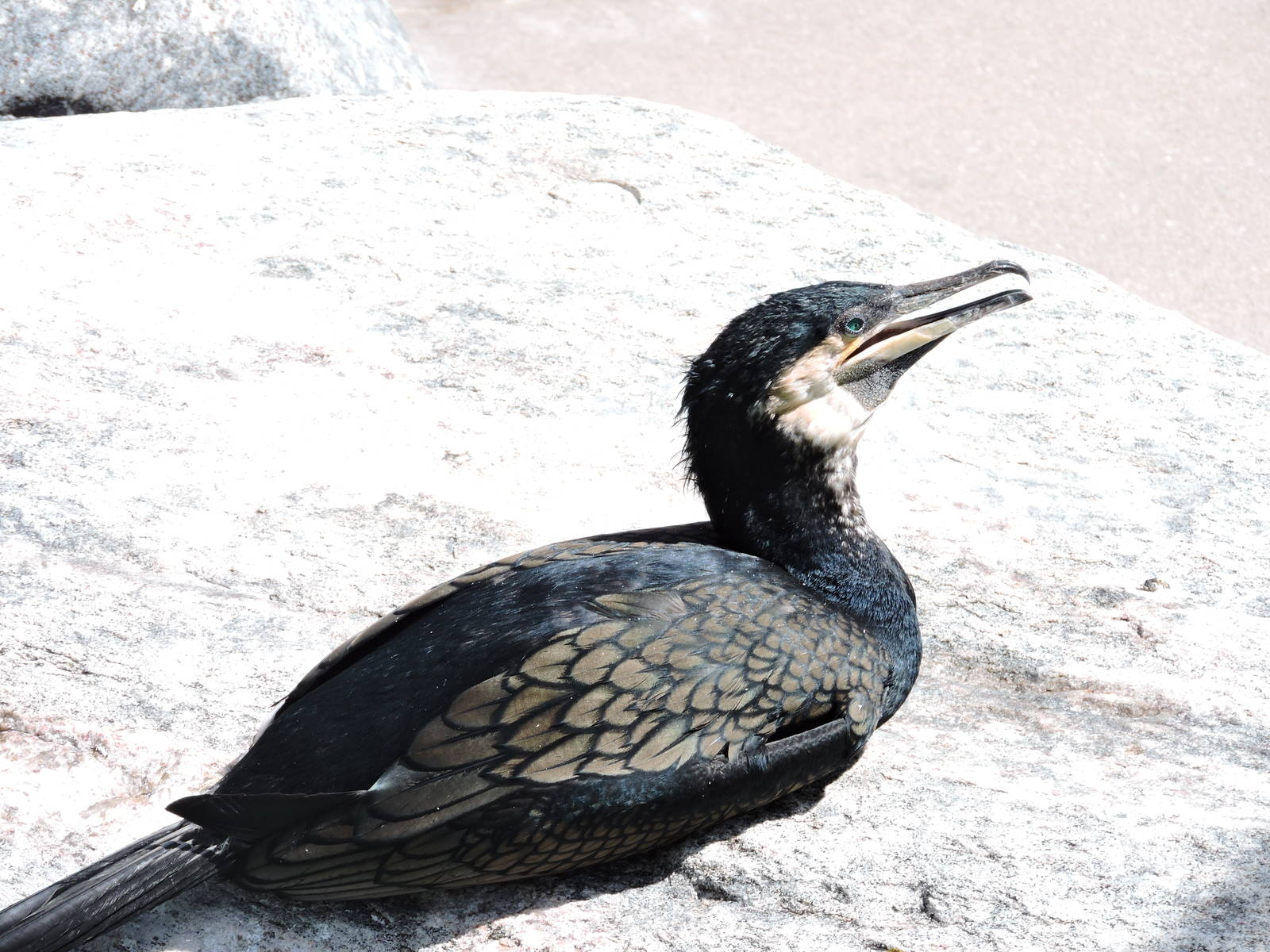 Cormorant