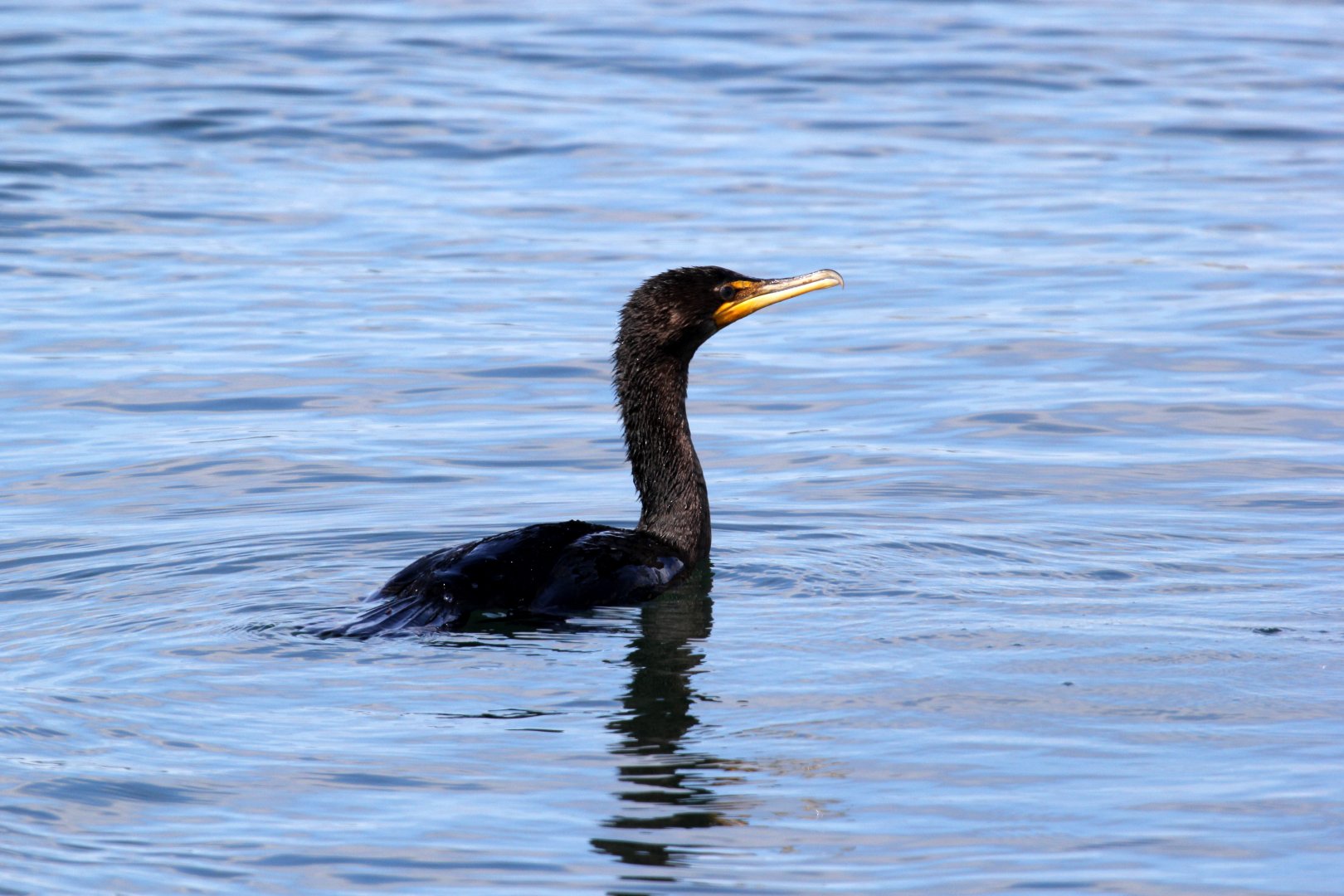 Cormorant