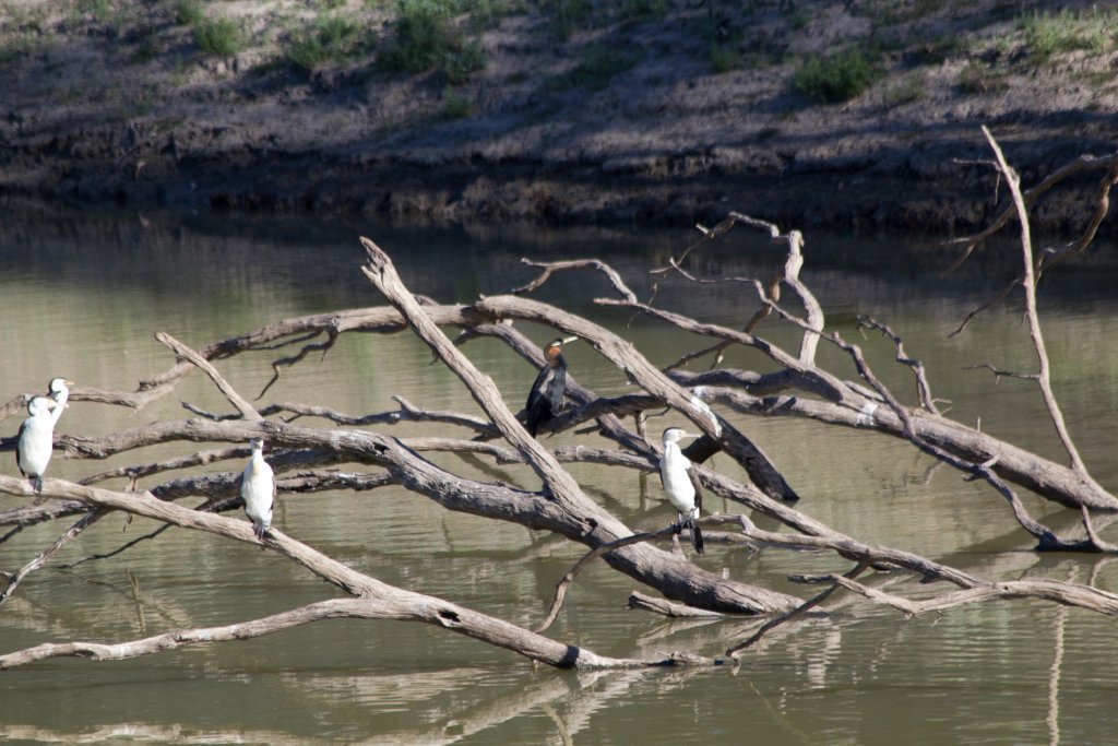 Cormorants and a Darter