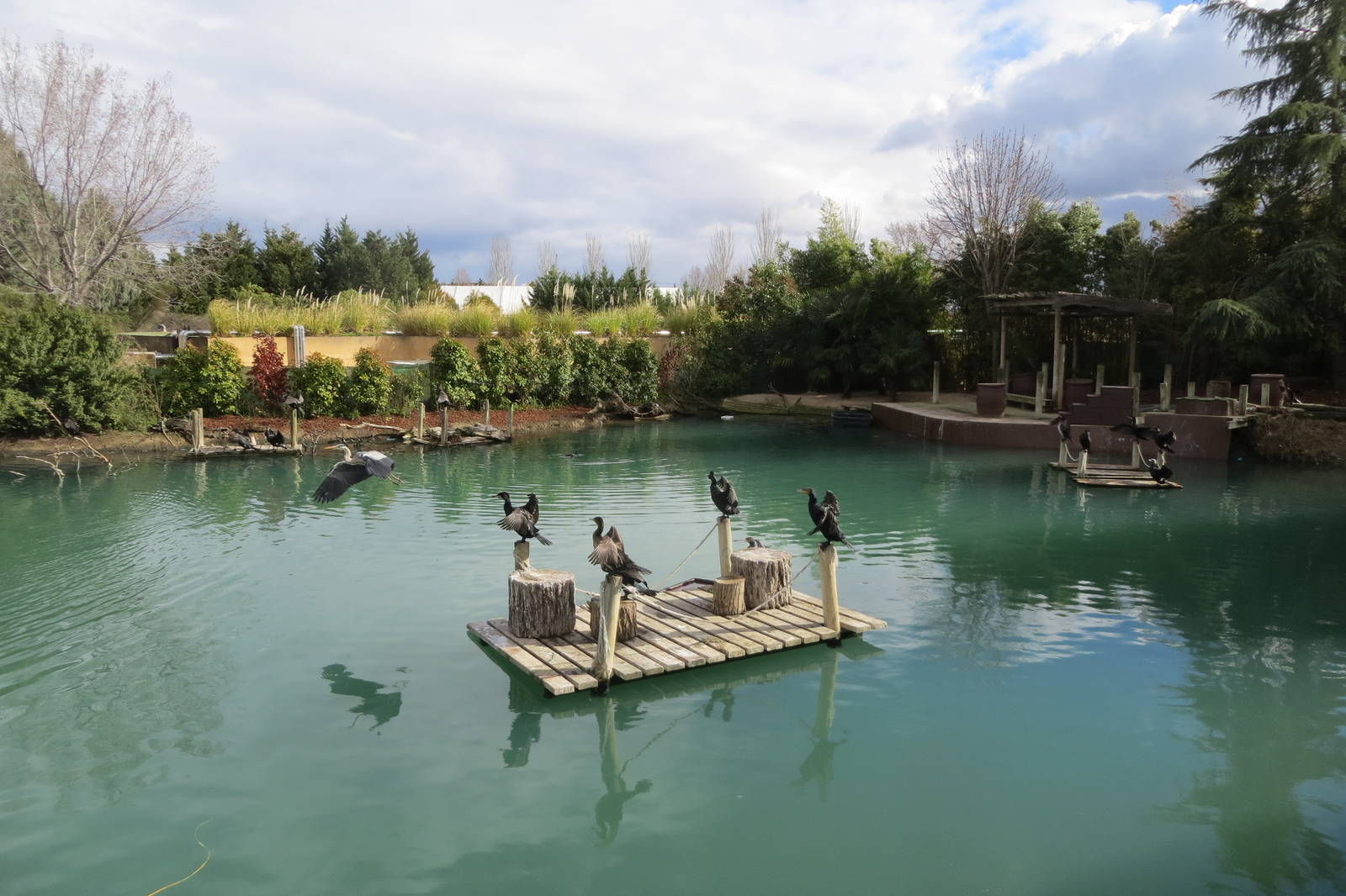 Cormorants and Grey Heron (wild) 140216