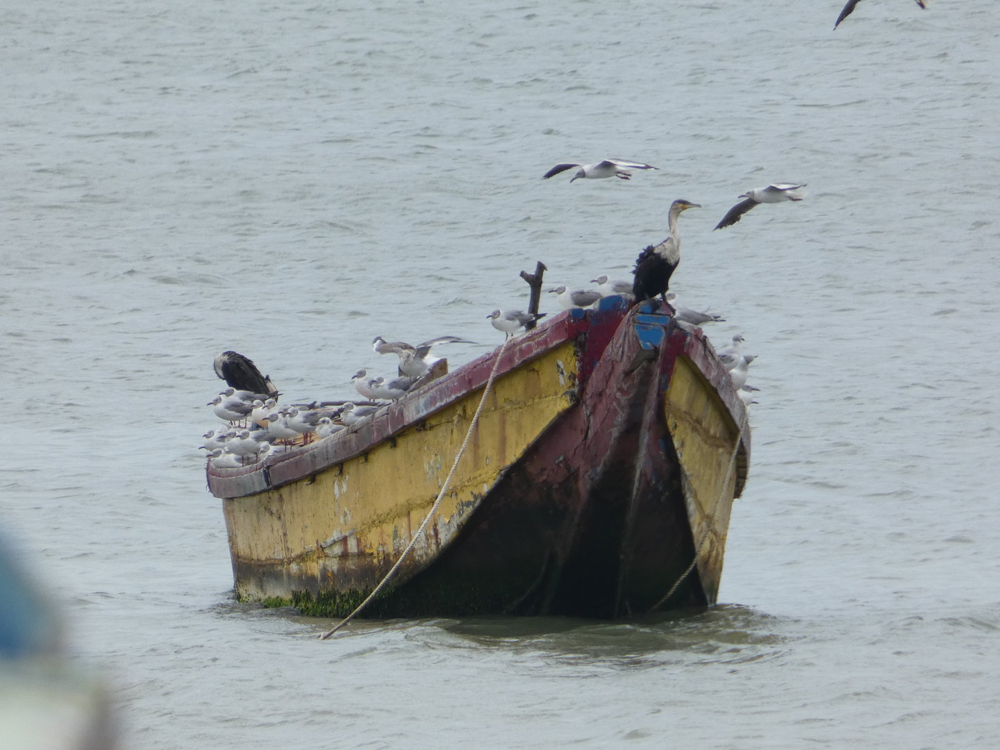 Cormorants and gulls on a boat