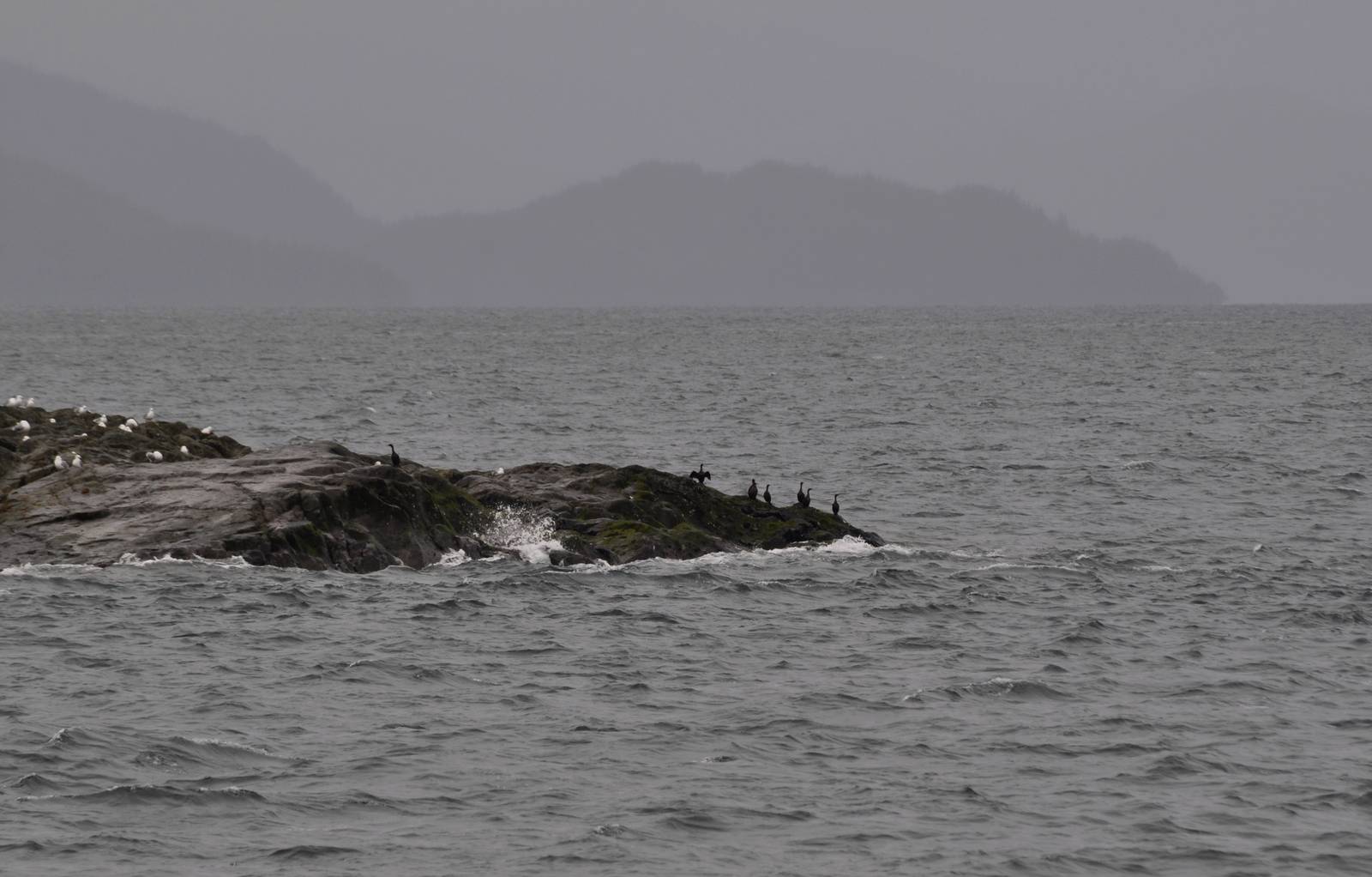Cormorants and Gulls - Unknown Species