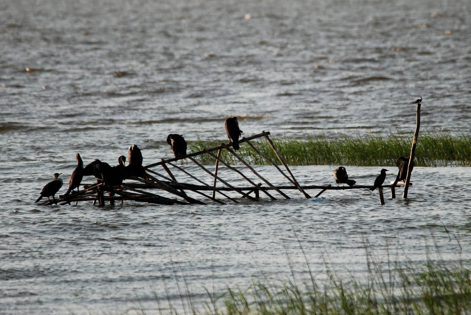 Cormorants at Hawassa, 16/10/14