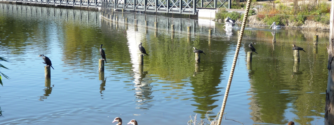 Cormorants-in-a-row