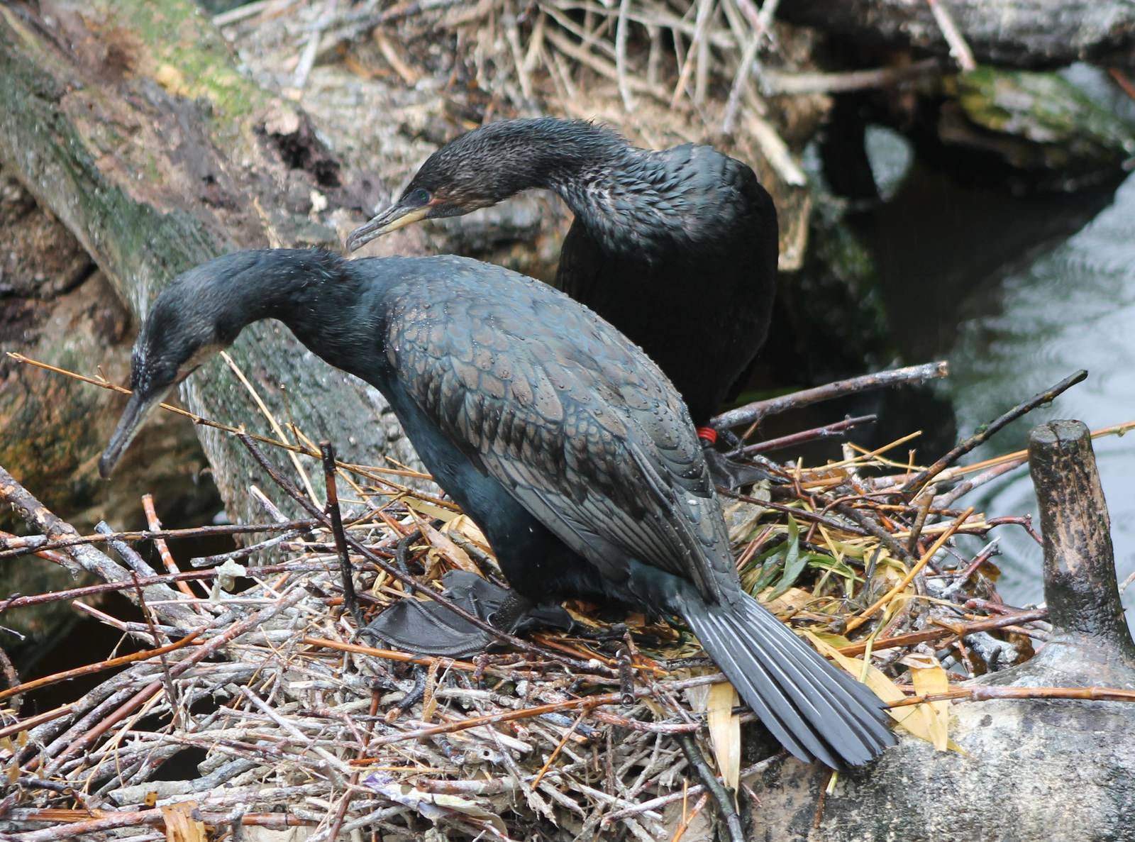 Cormorants
