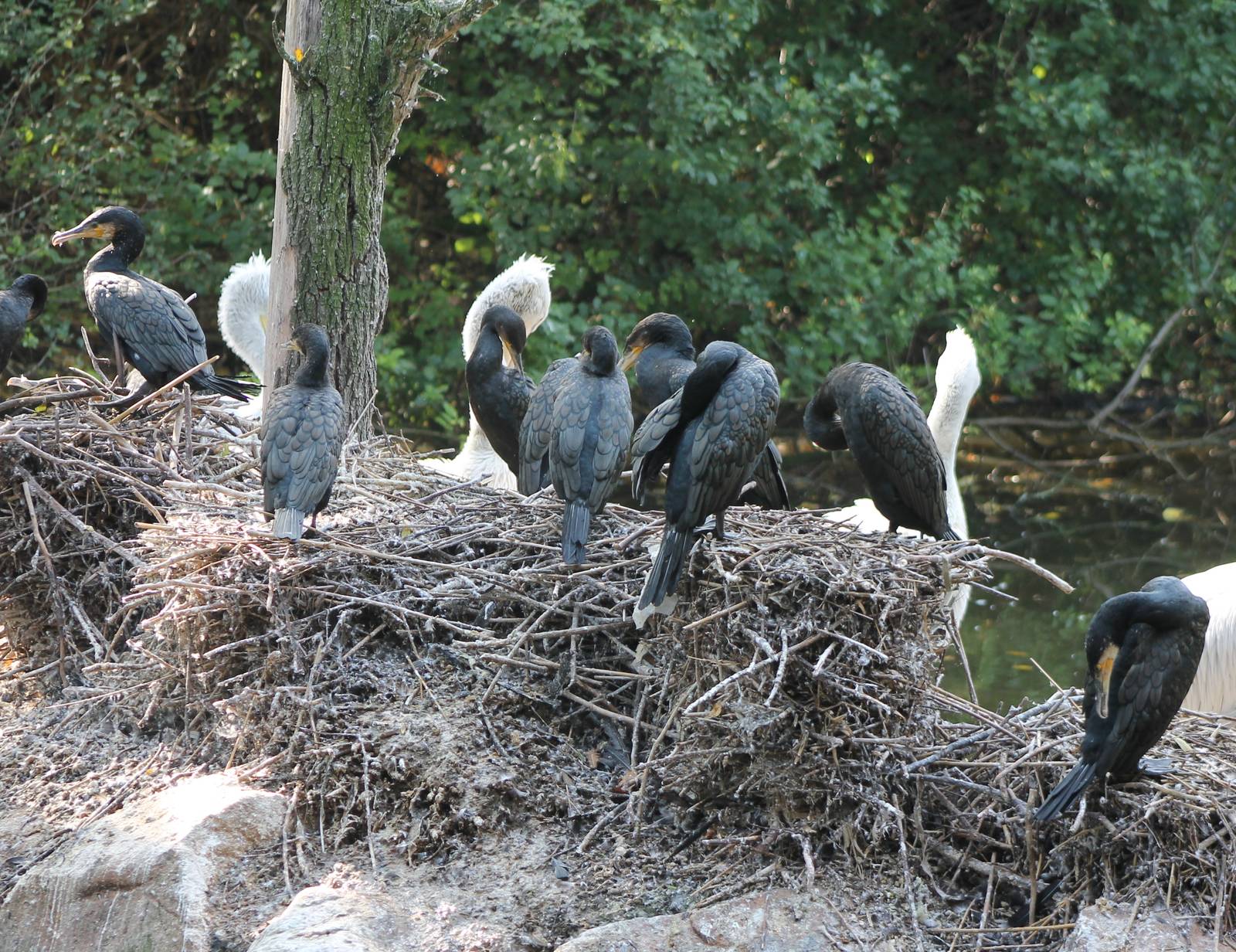 Cormorants