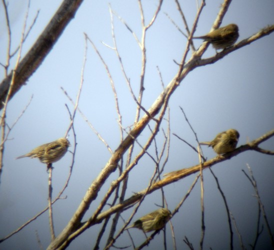Corn Buntings (Emberiza calandra)