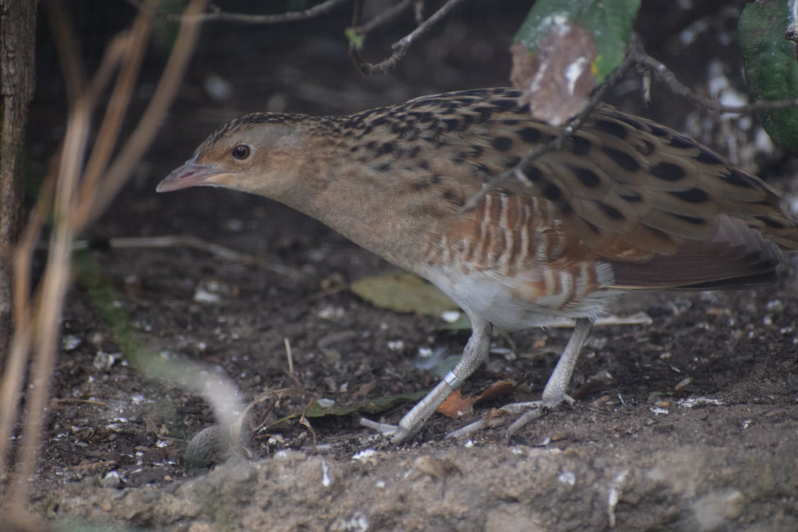Corn crake