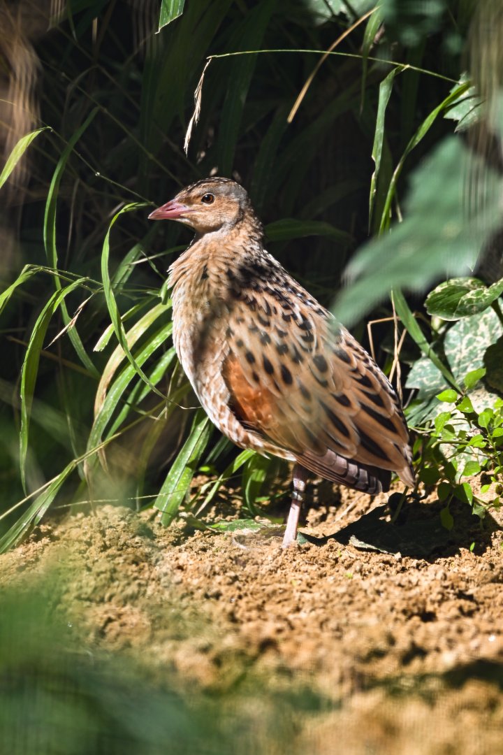 Corn crake