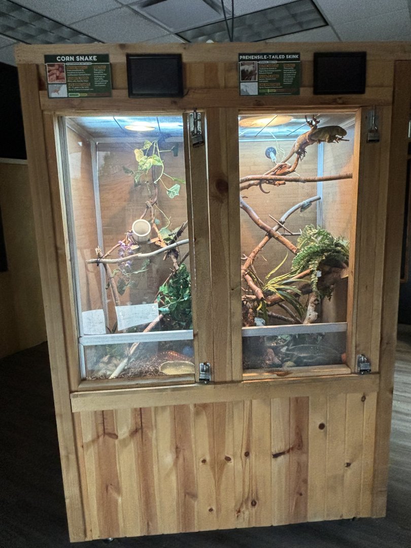 Corn Snake and Prehensile Tailed Skink Exhibits