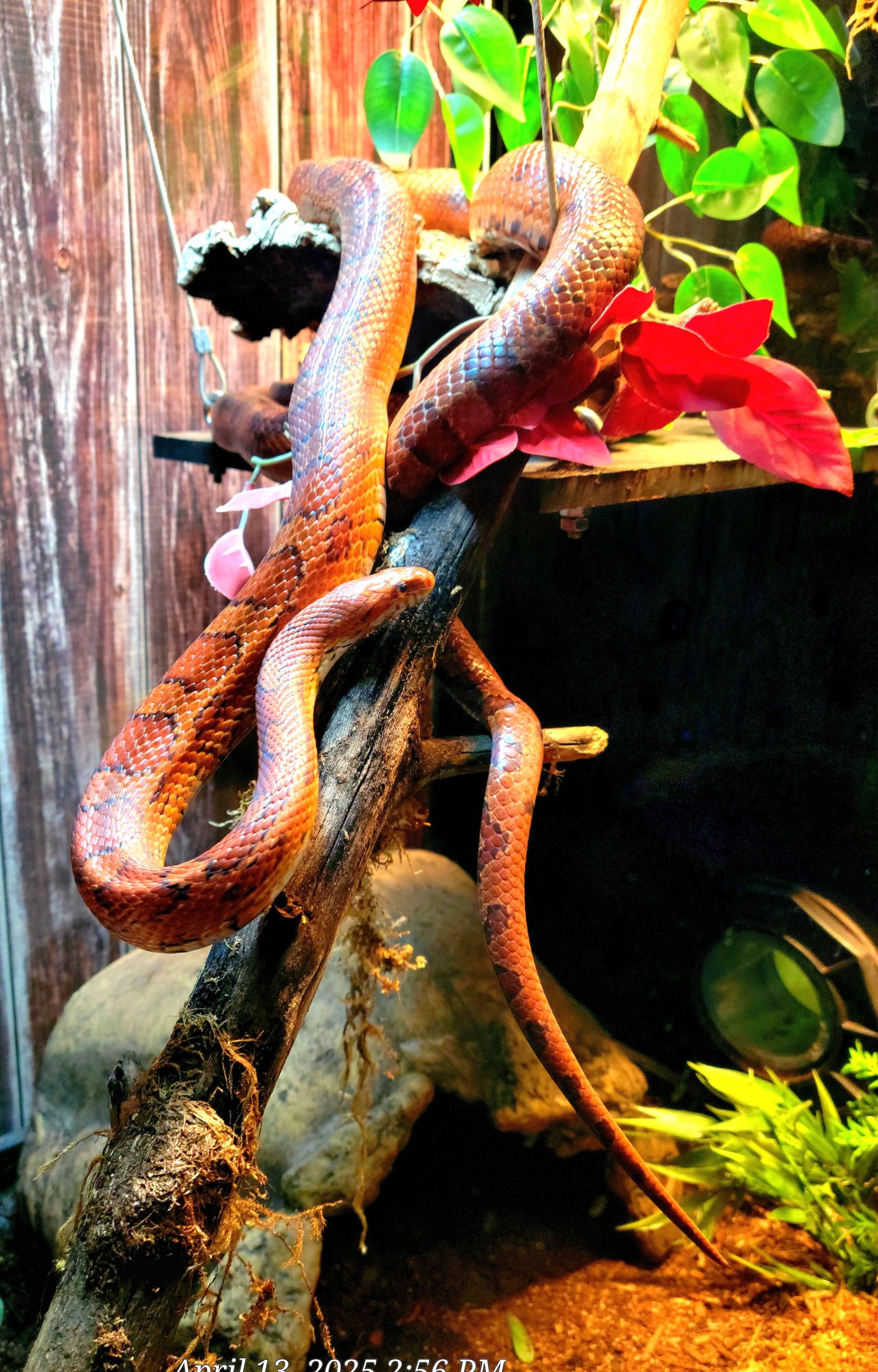 Corn Snake-April 2025