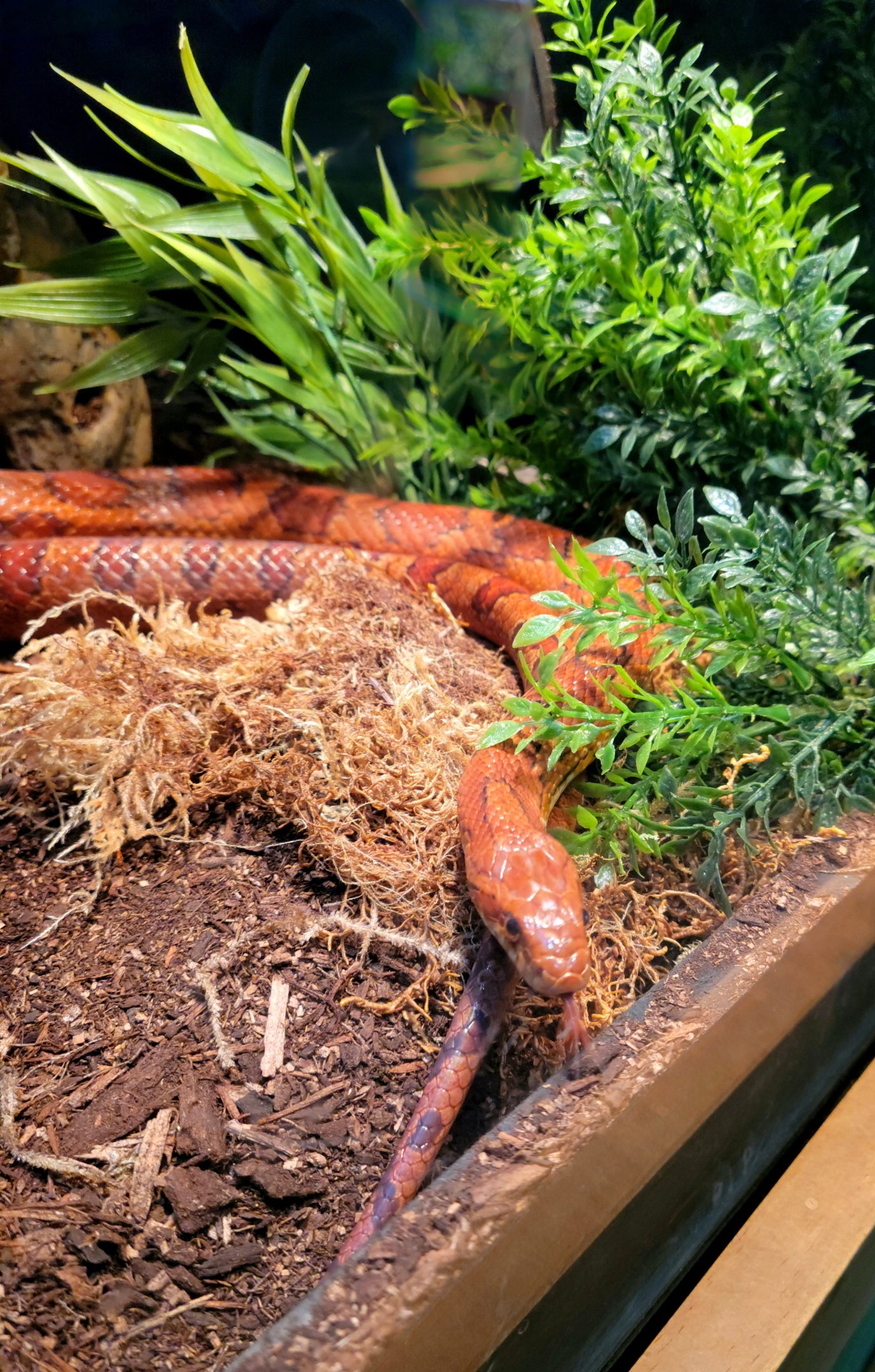 Corn Snake-April 2025