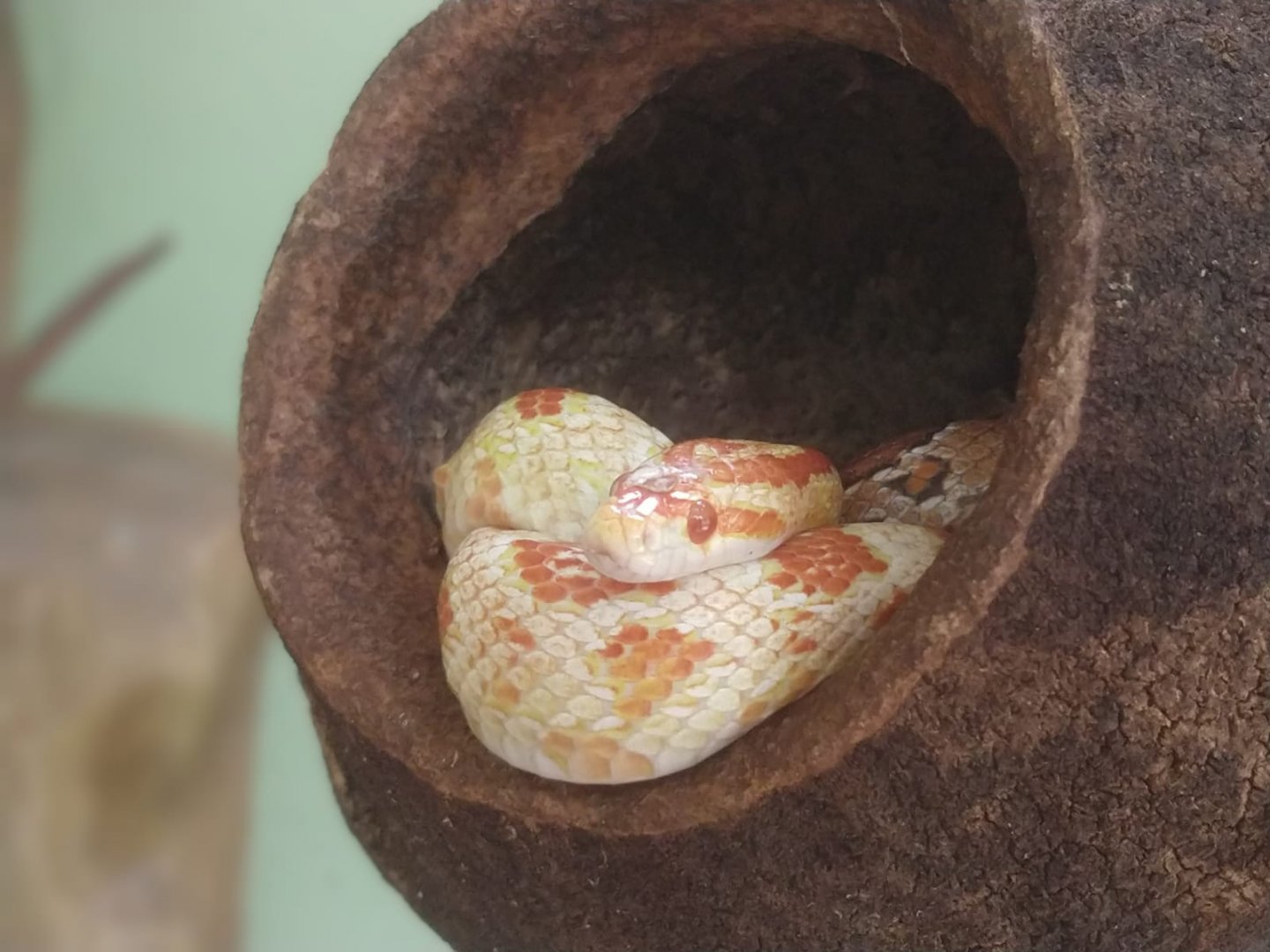 Corn snake - Belo Horizonte zoo