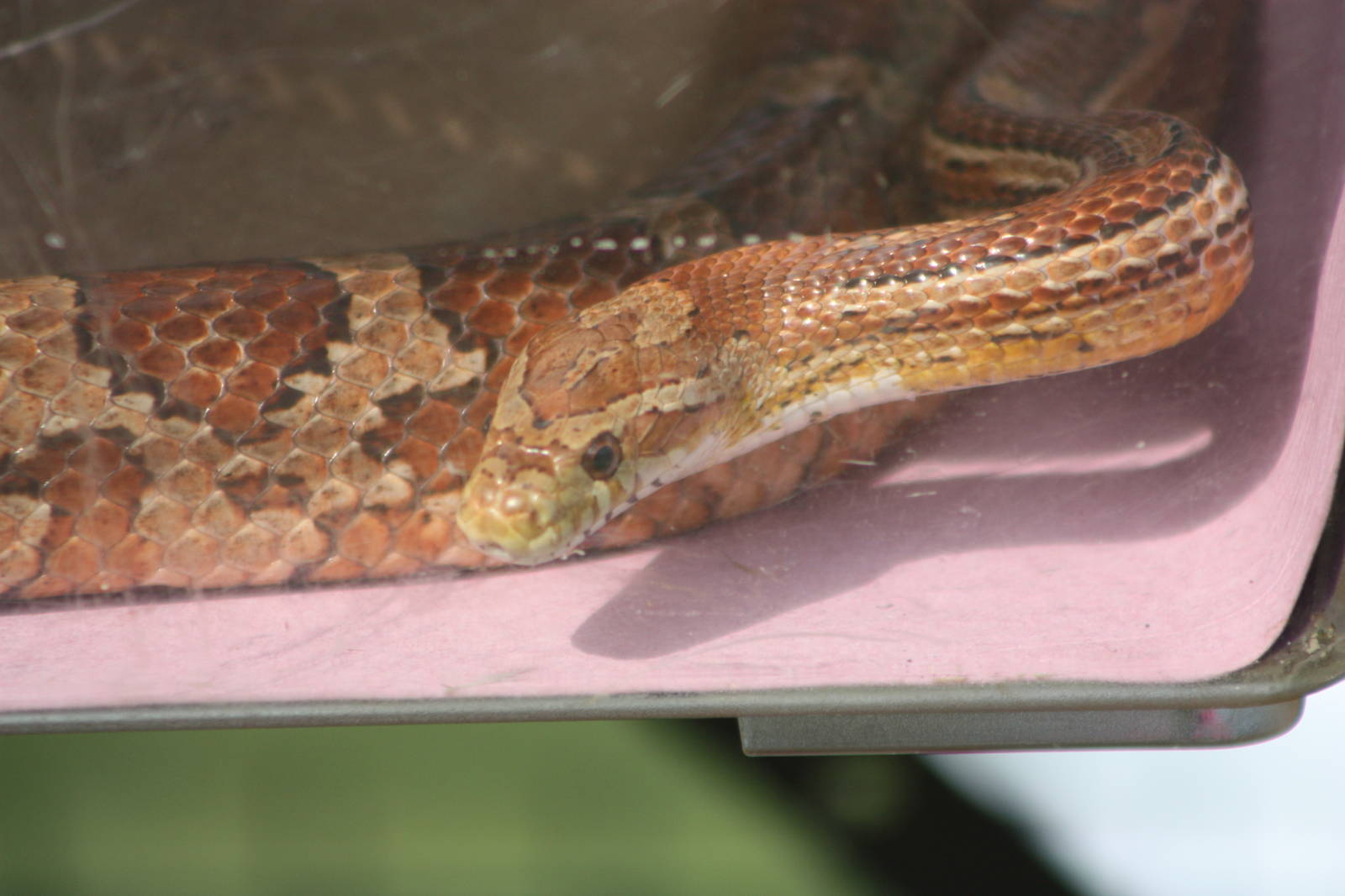 Corn Snake brought by animal handling company, 24th August 2014