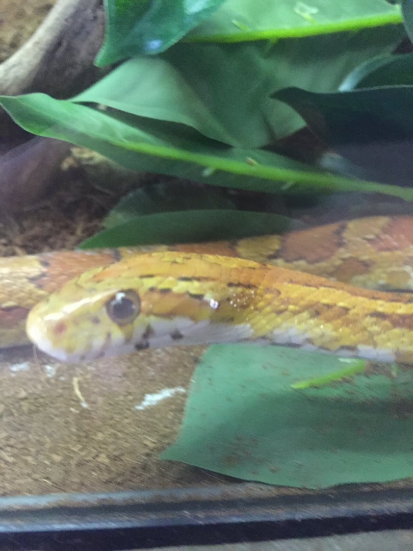 Corn Snake Closeup