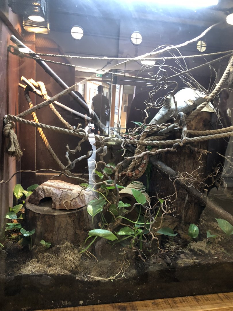 Corn Snake Enclosure at Cannon Hall Farm (May 2022)