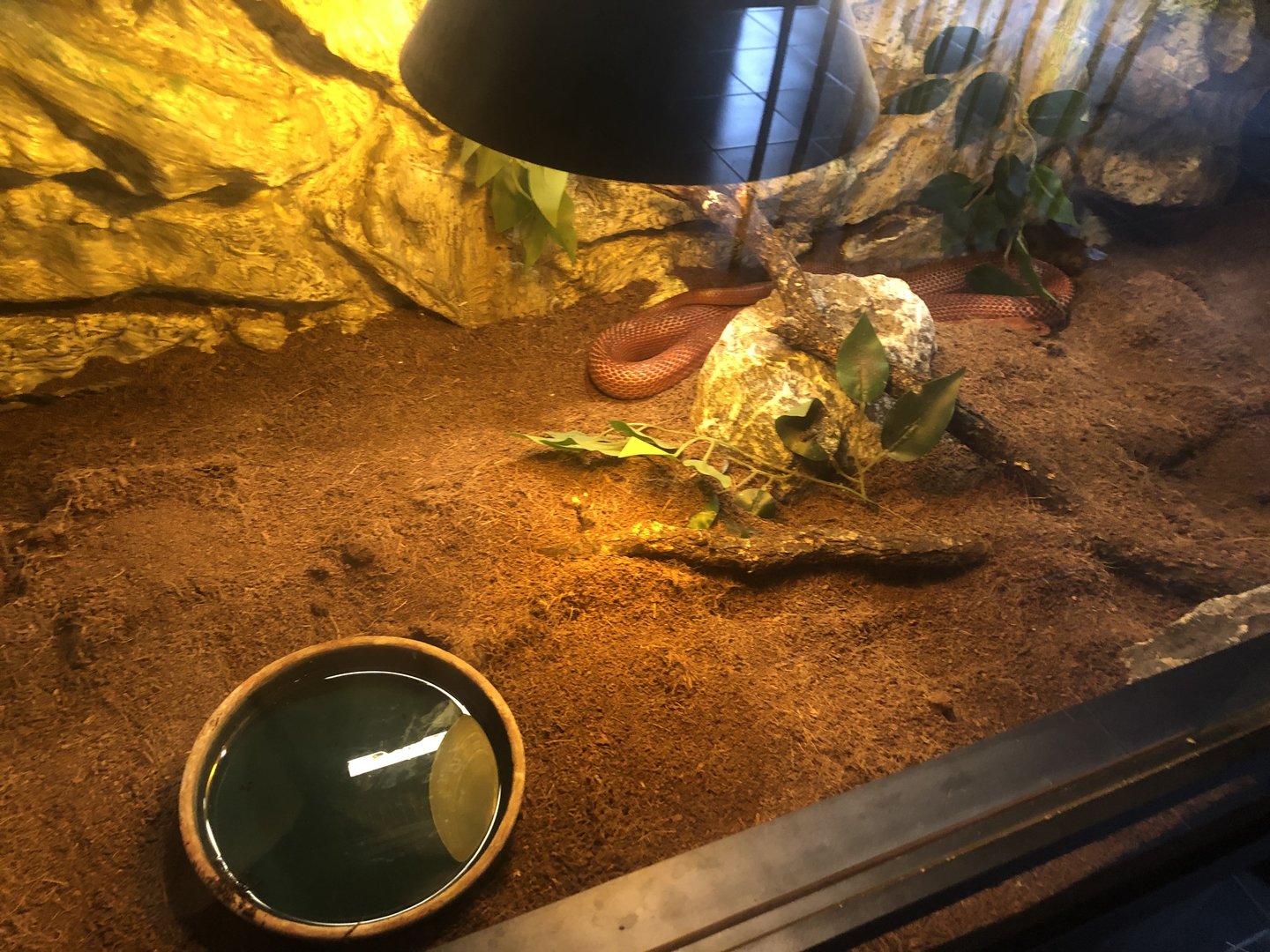 Corn Snake Enclosure at Park of Istanbul