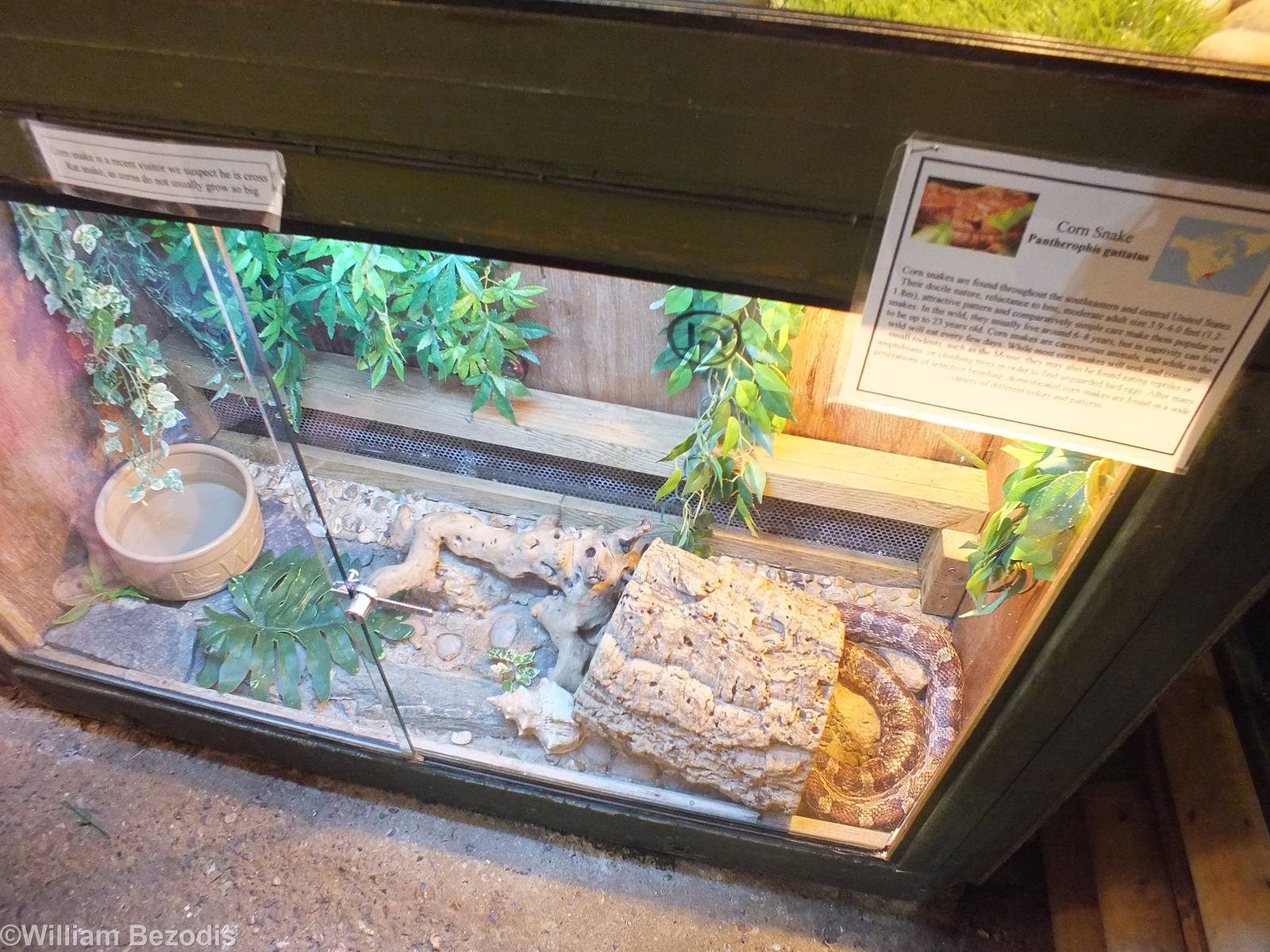 Corn Snake Enclosure