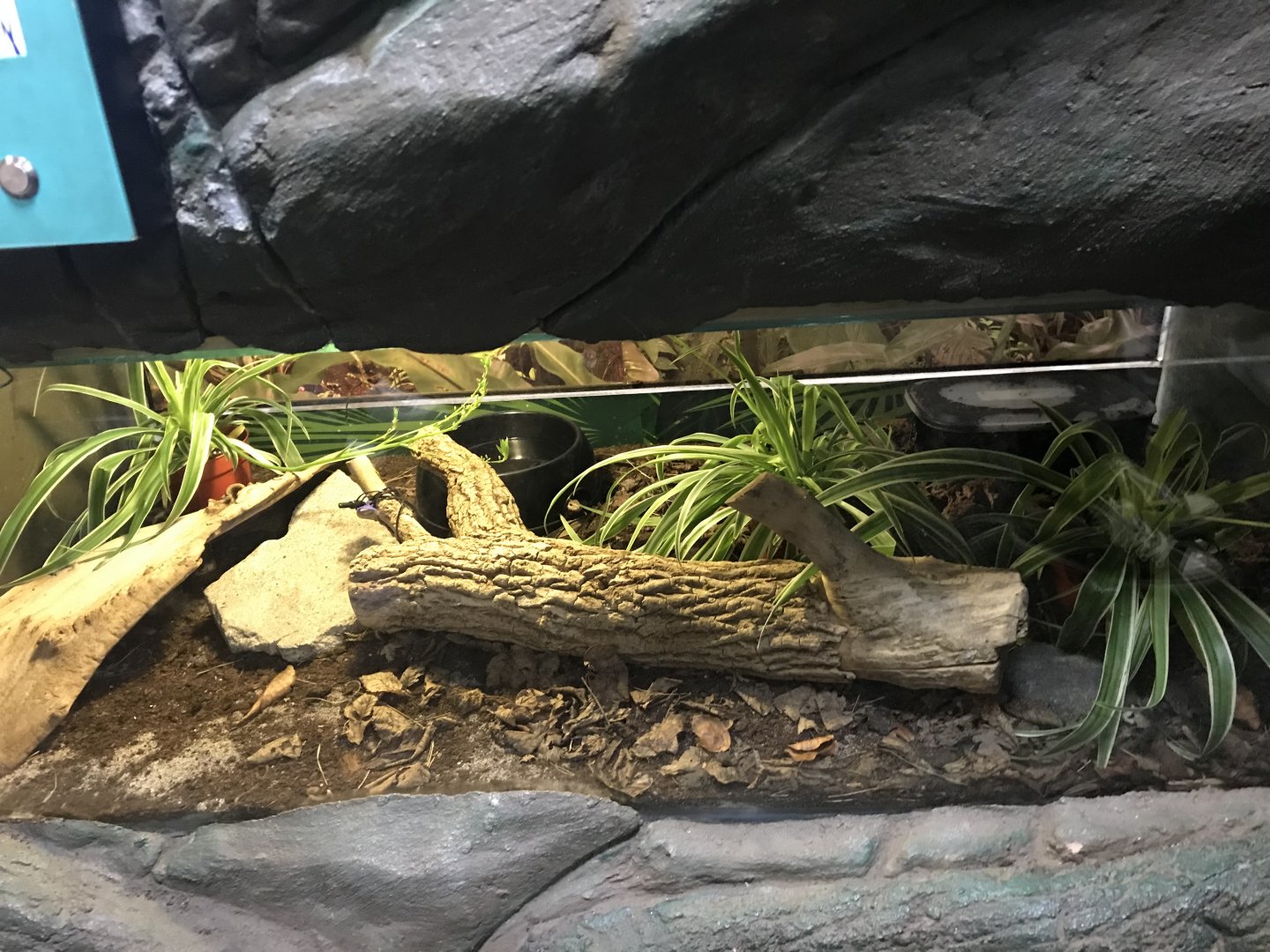 Corn snake enclosure
