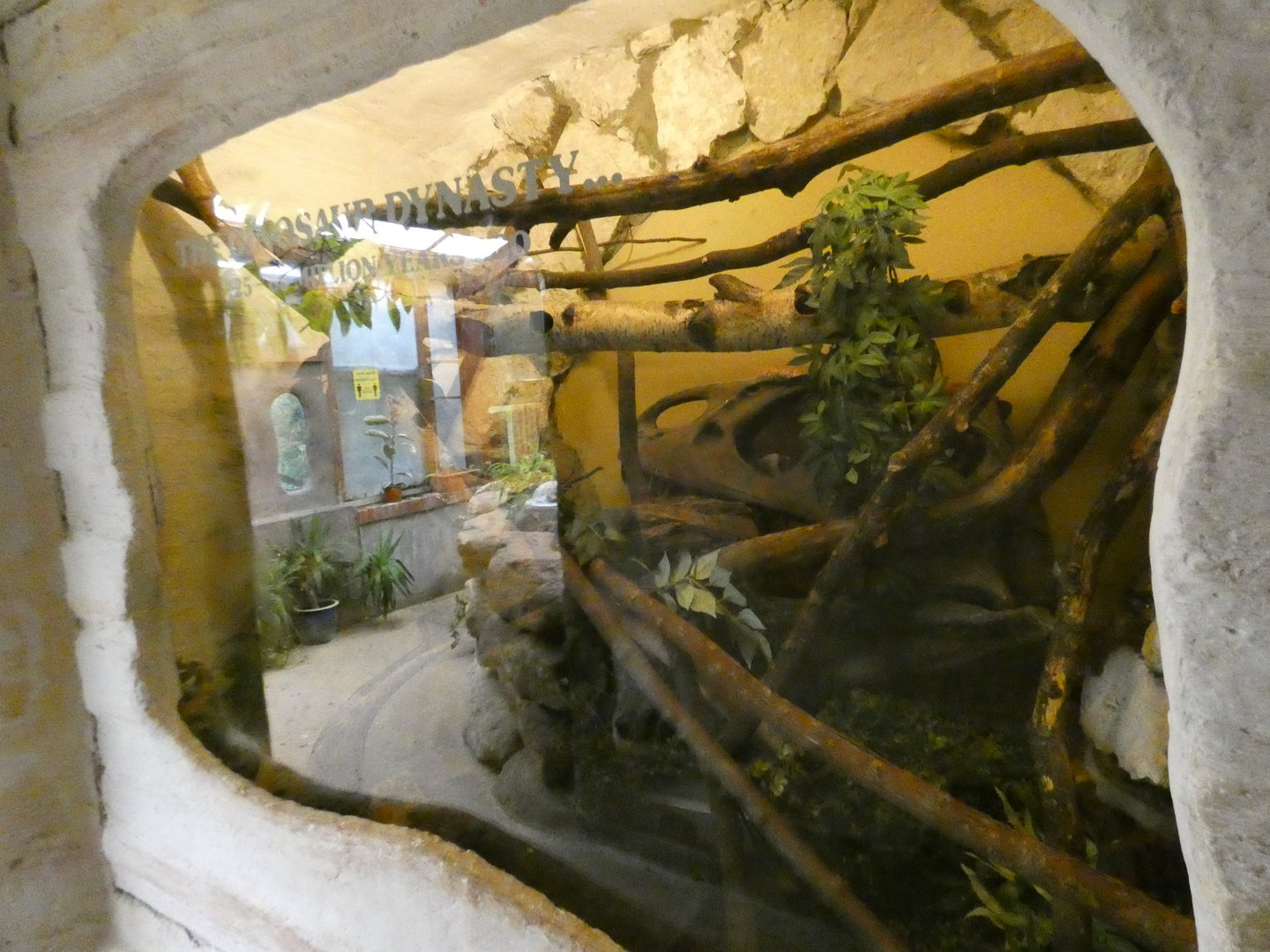 Corn snake enclosure