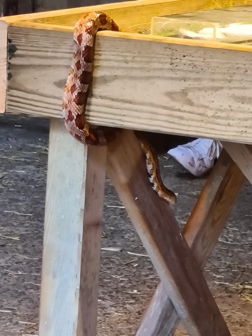Corn snake escape