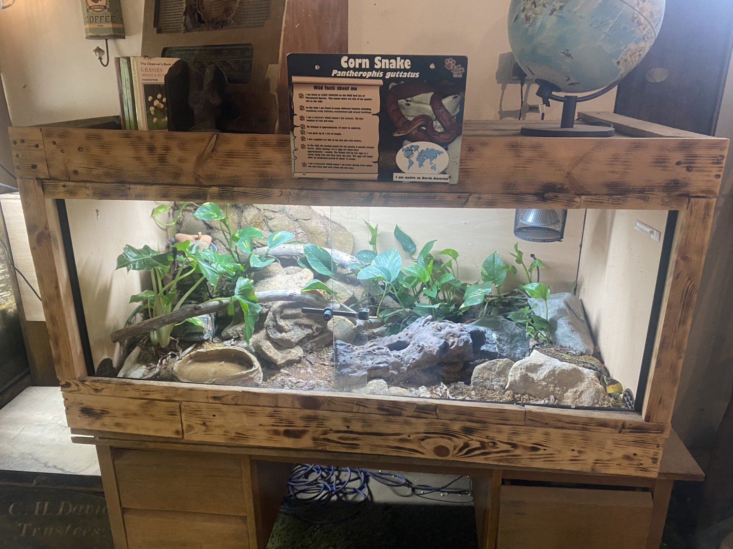 Corn snake exhibit 040824