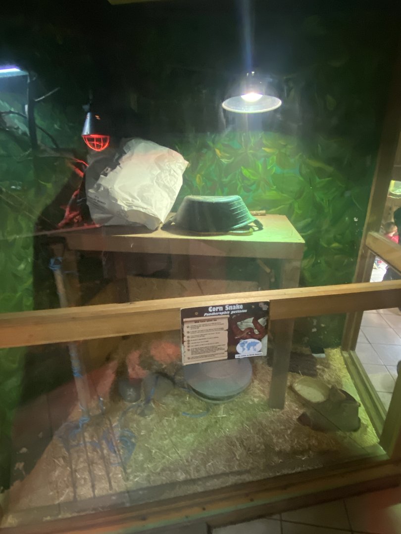 Corn snake exhibit 150723