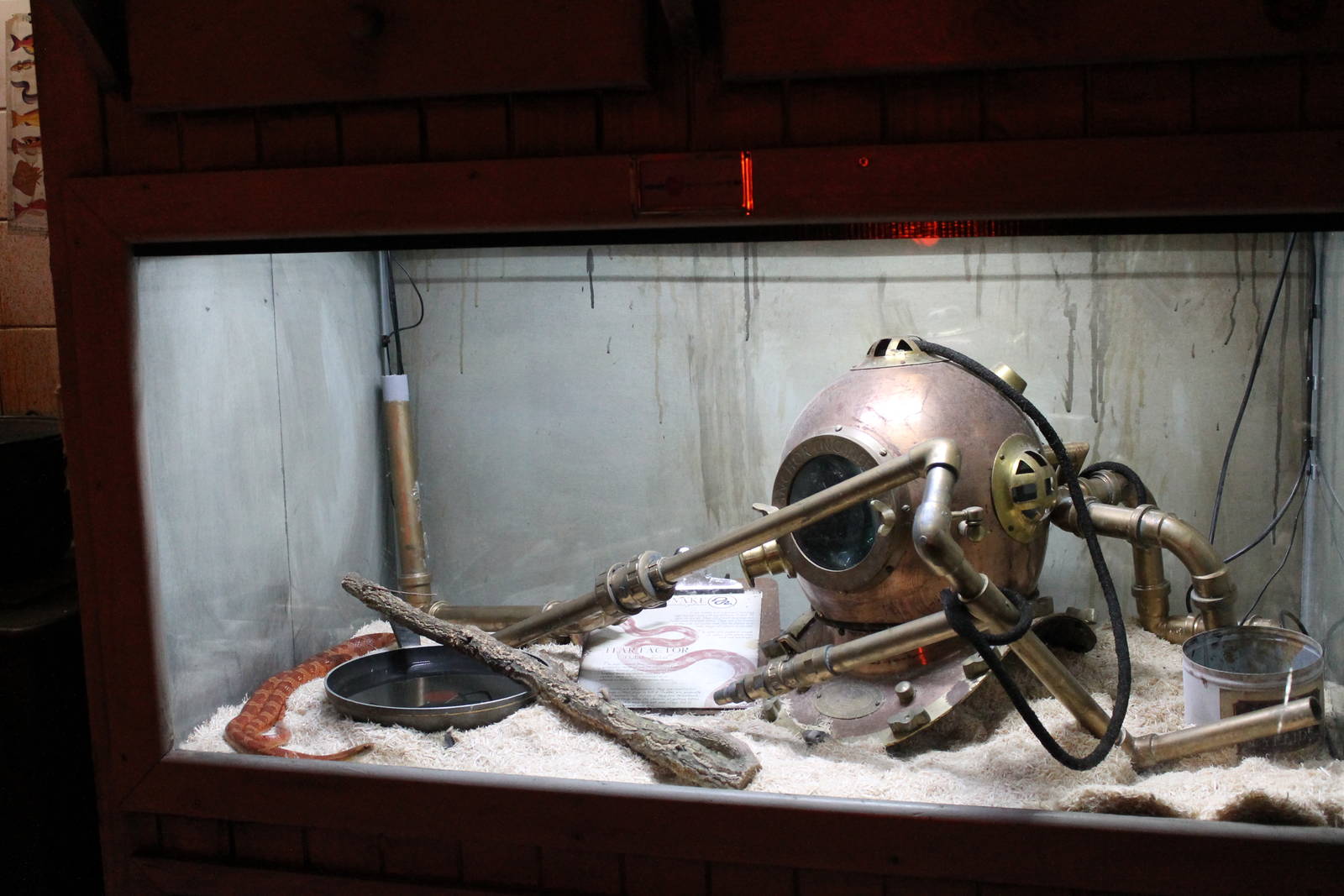 Corn snake exhibit 24 June 2015