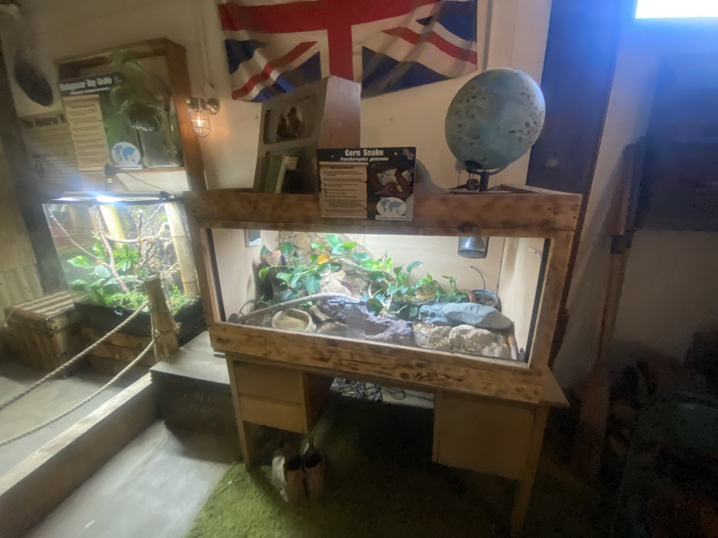 Corn snake exhibit 280425