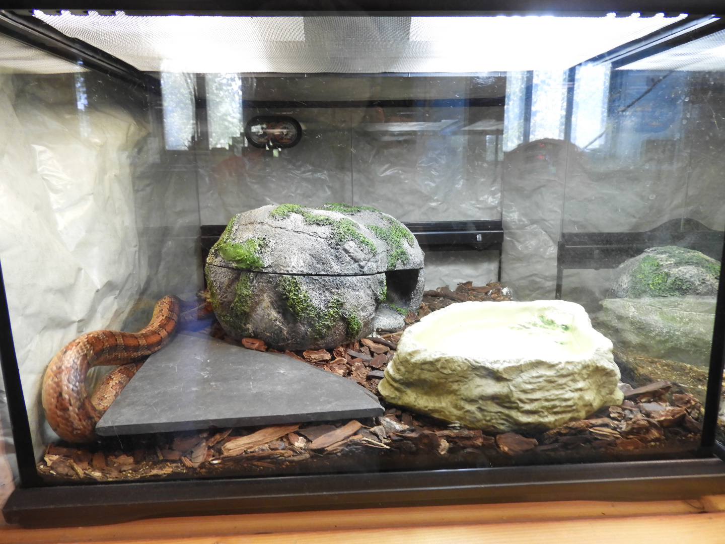 Corn Snake exhibit (New in 2017) - Education & Animal Care Building - Manitowoc Lincoln Park Zoo