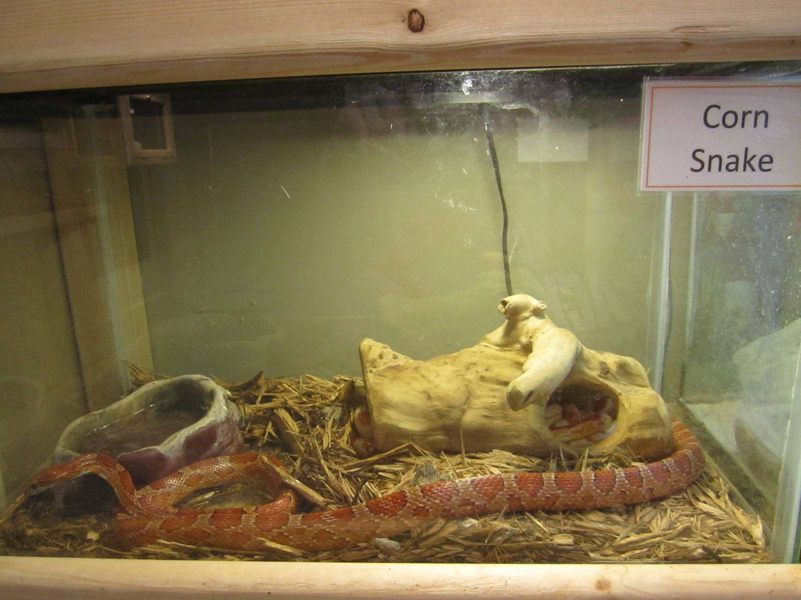 Corn Snake Exhibit
