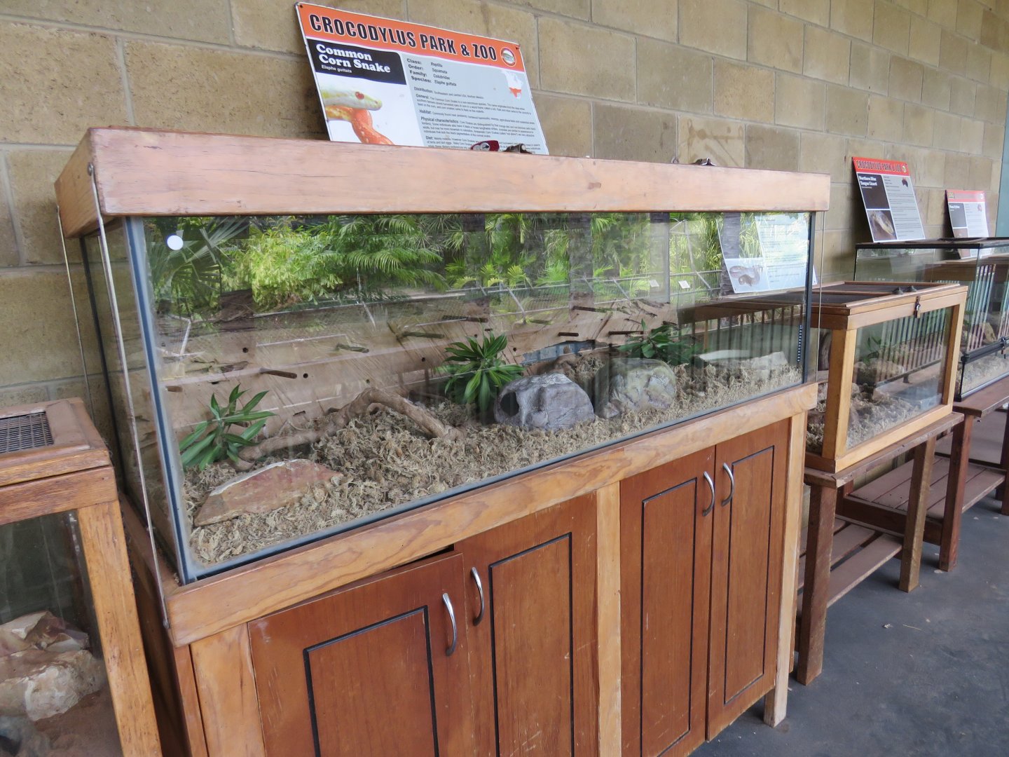 Corn Snake Exhibit