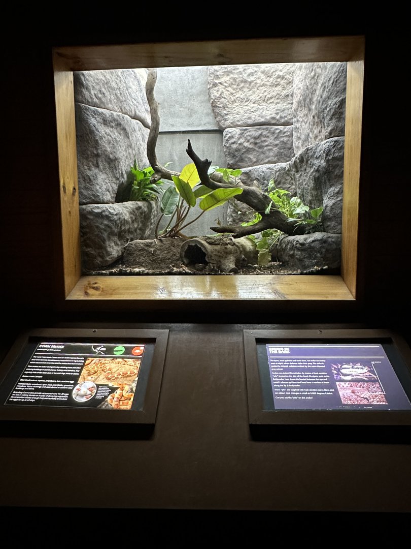 Corn snake exhibit