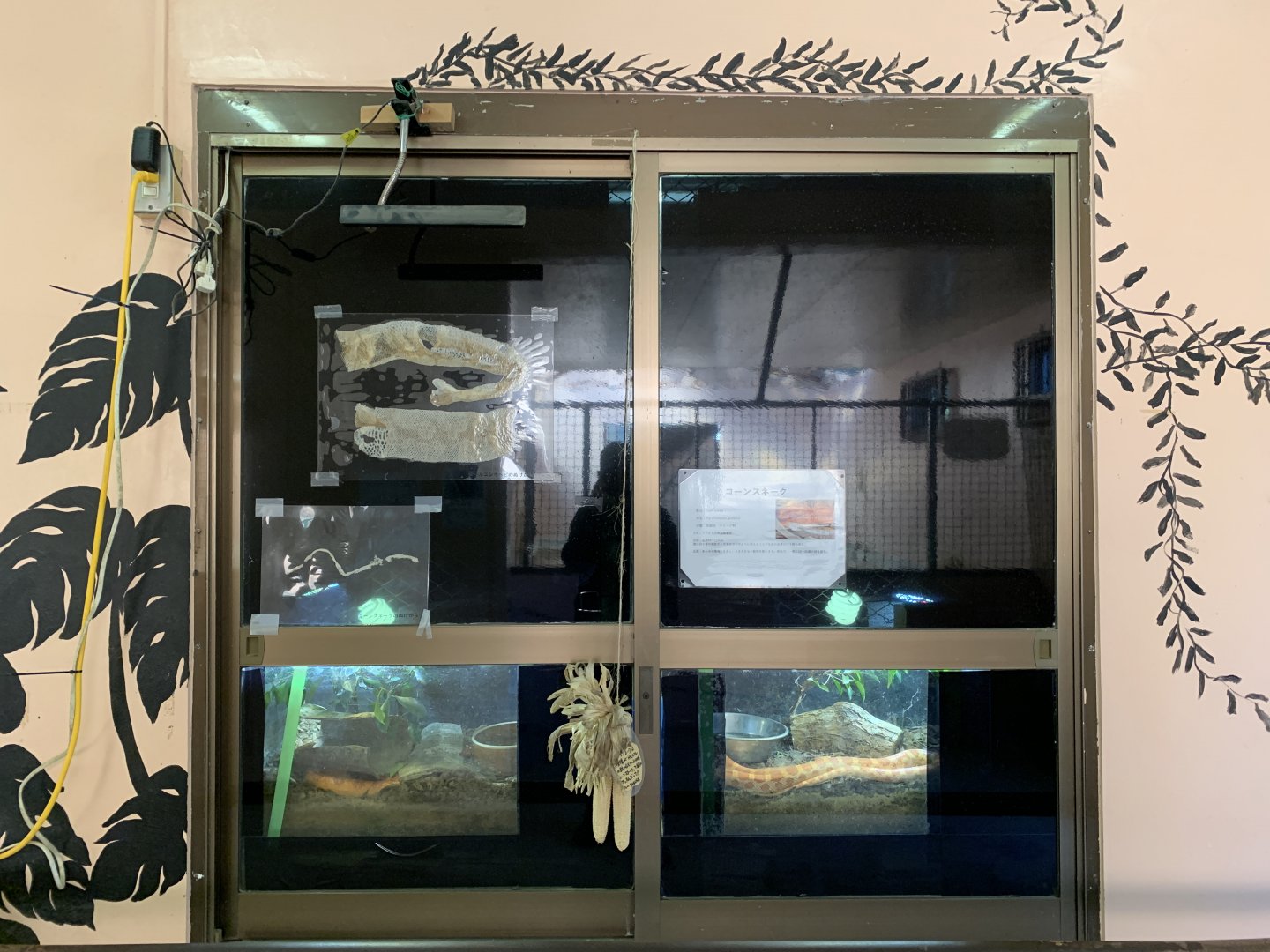 Corn Snake Exhibits (Himeji City Zoo)