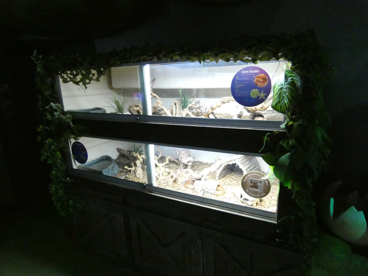 Corn snake exhibits