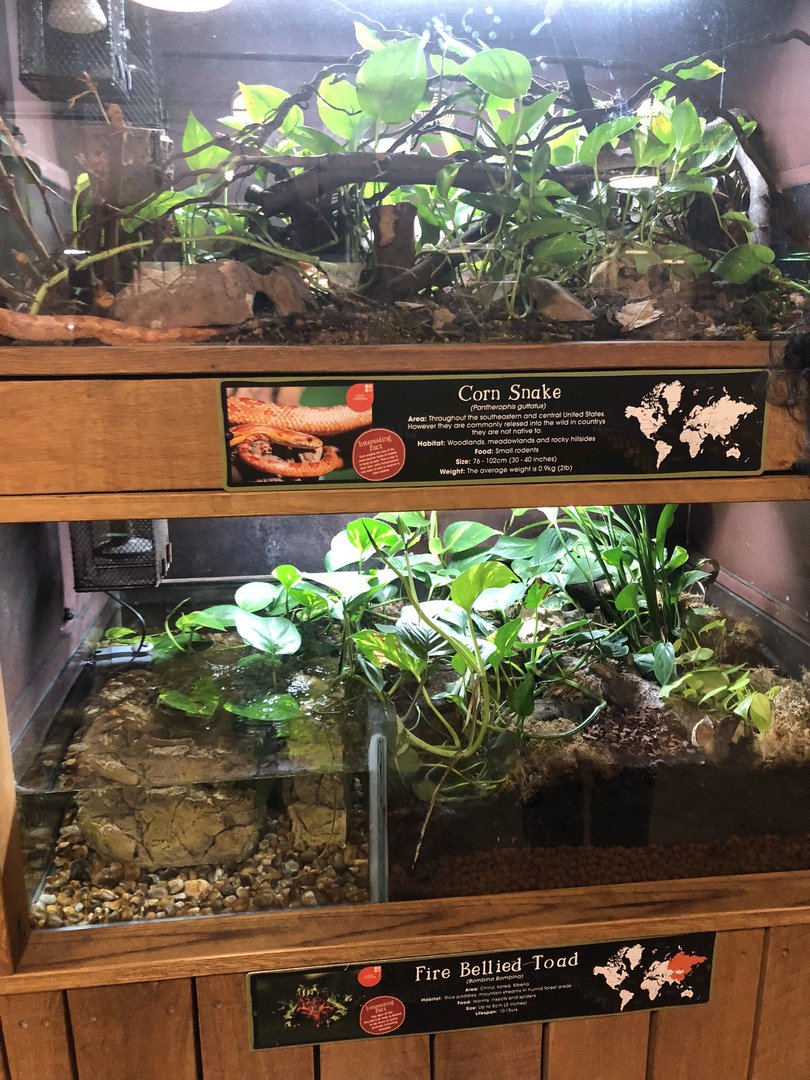 Corn Snake & Fire-bellied Toad Enclosures at Cannon Hall Farm (May 2022)