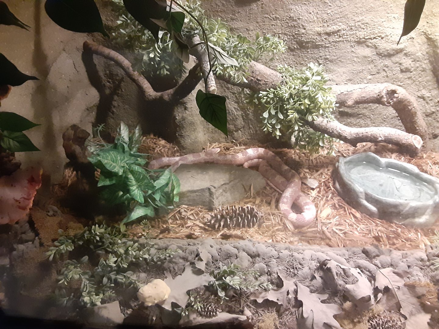 Corn Snake Habitat