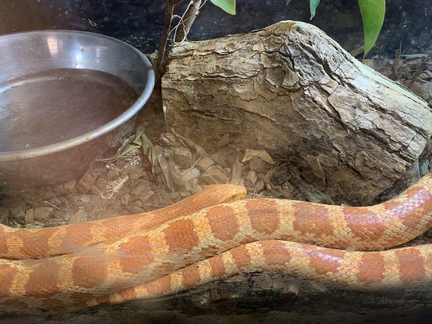 Corn Snake (Himeji City Zoo)